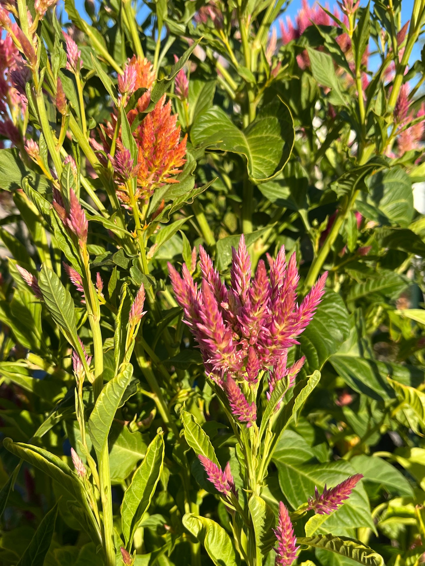 CELOSIA SEEDS