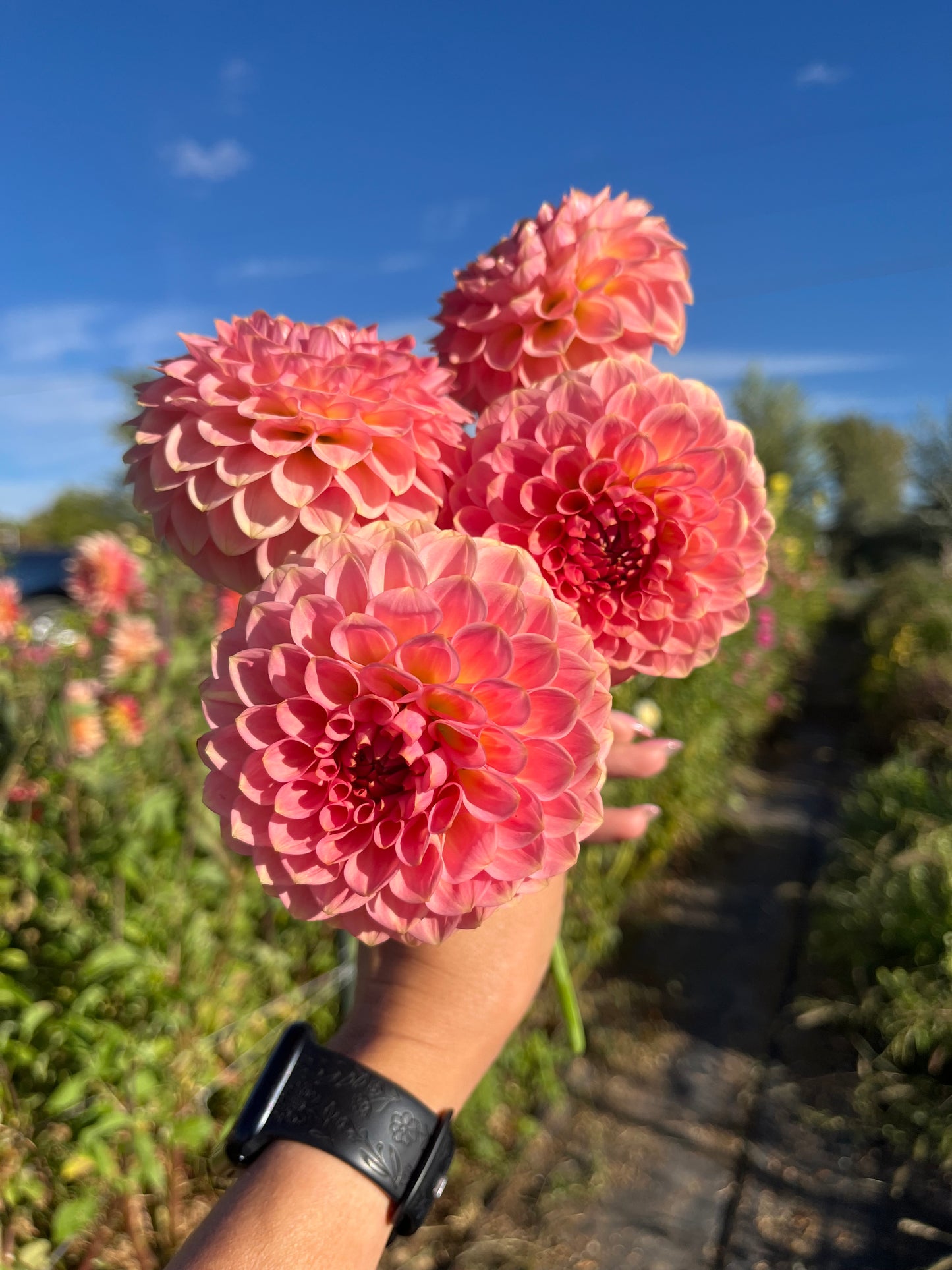 20th AVE SOFTER PEACH