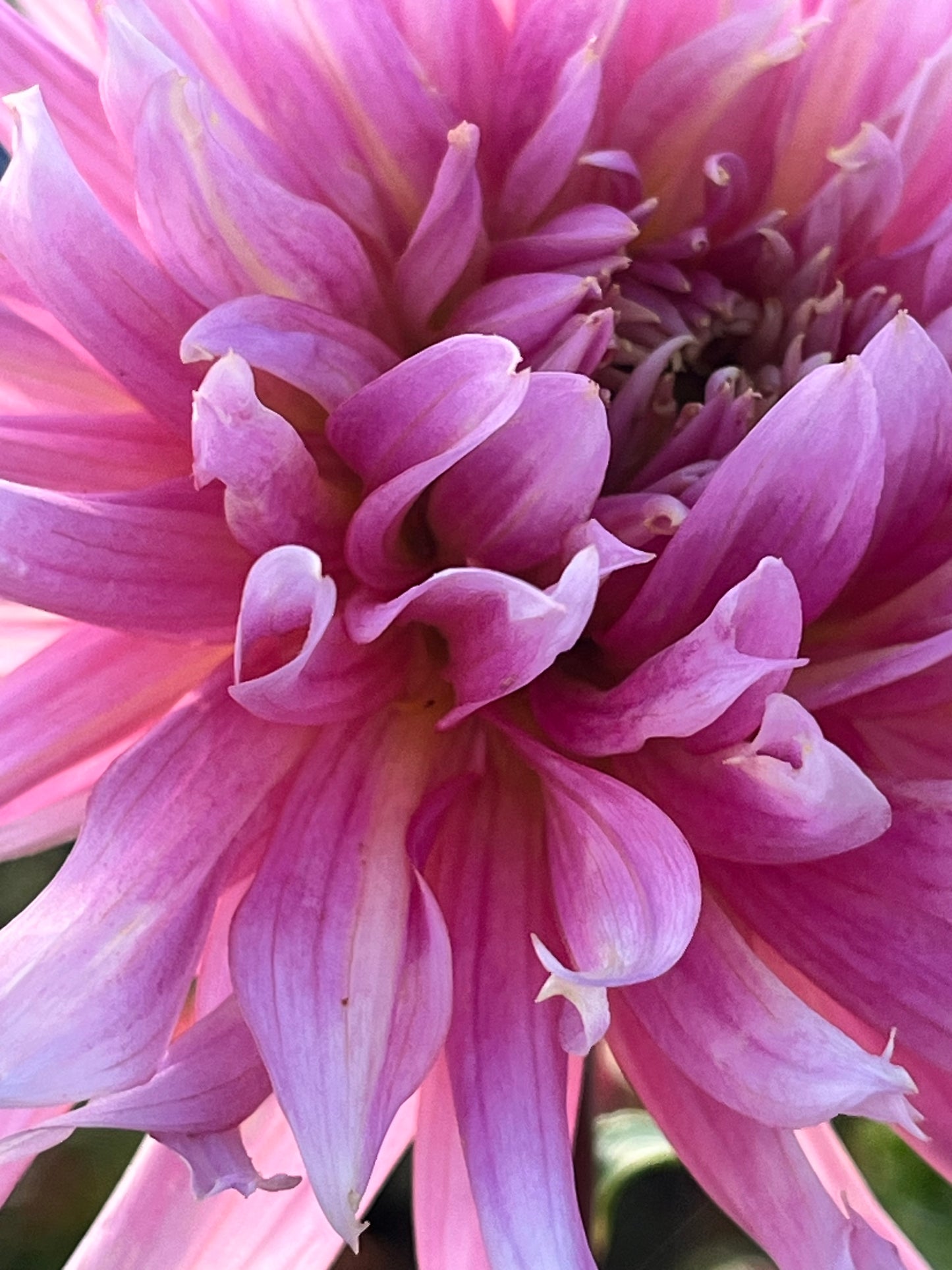 HOLLYHILL COTTON CANDY