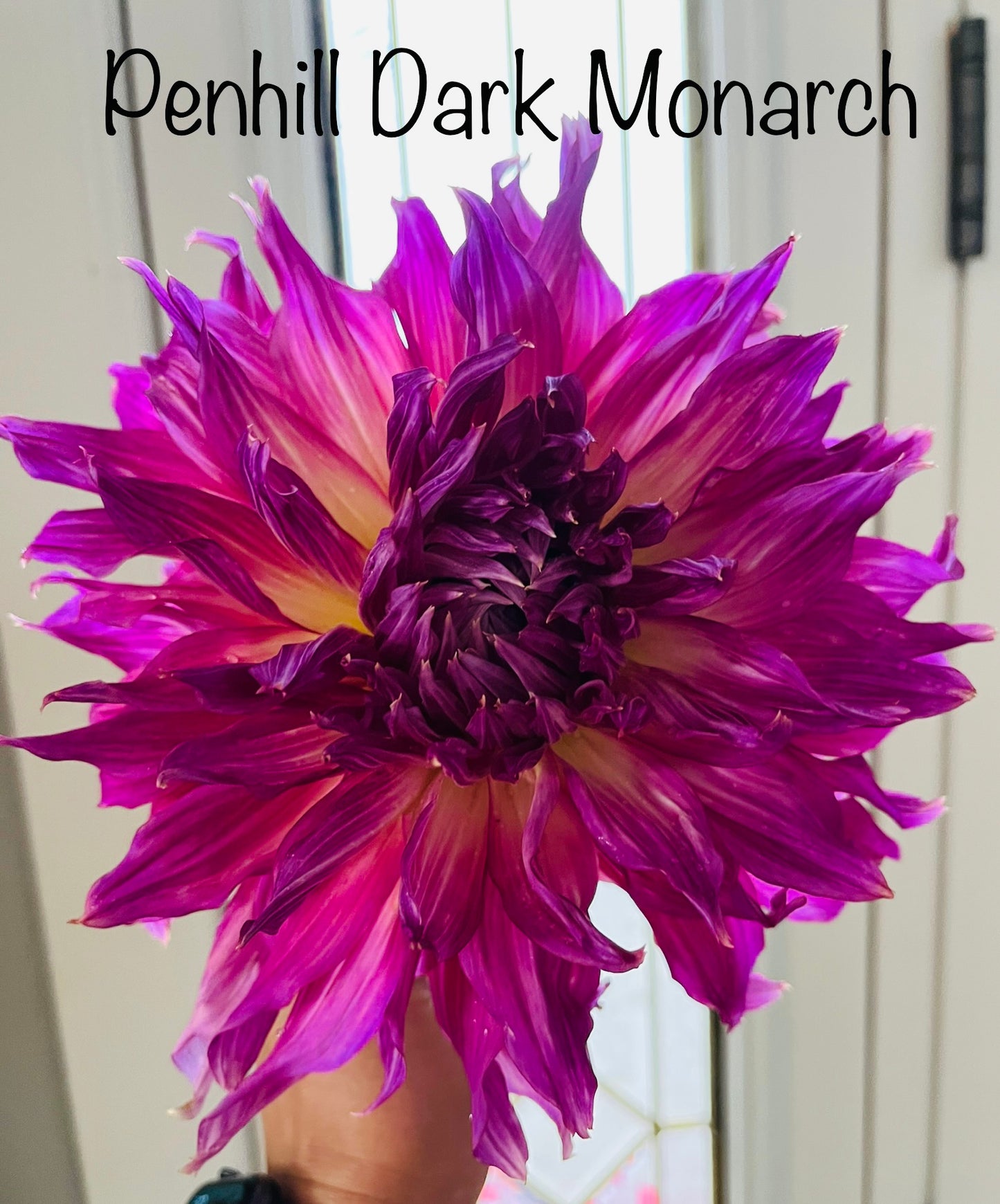 PENHILL DARK MONARCH