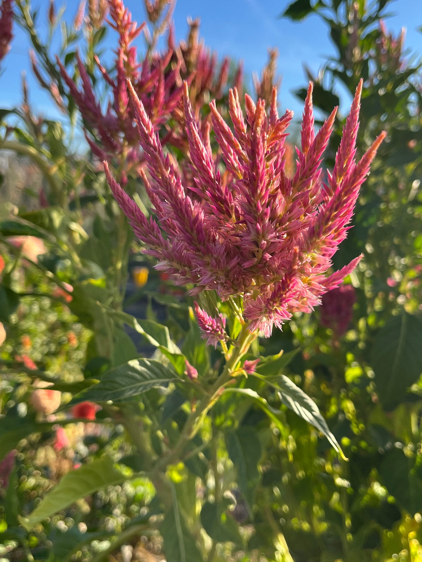 CELOSIA SEEDS