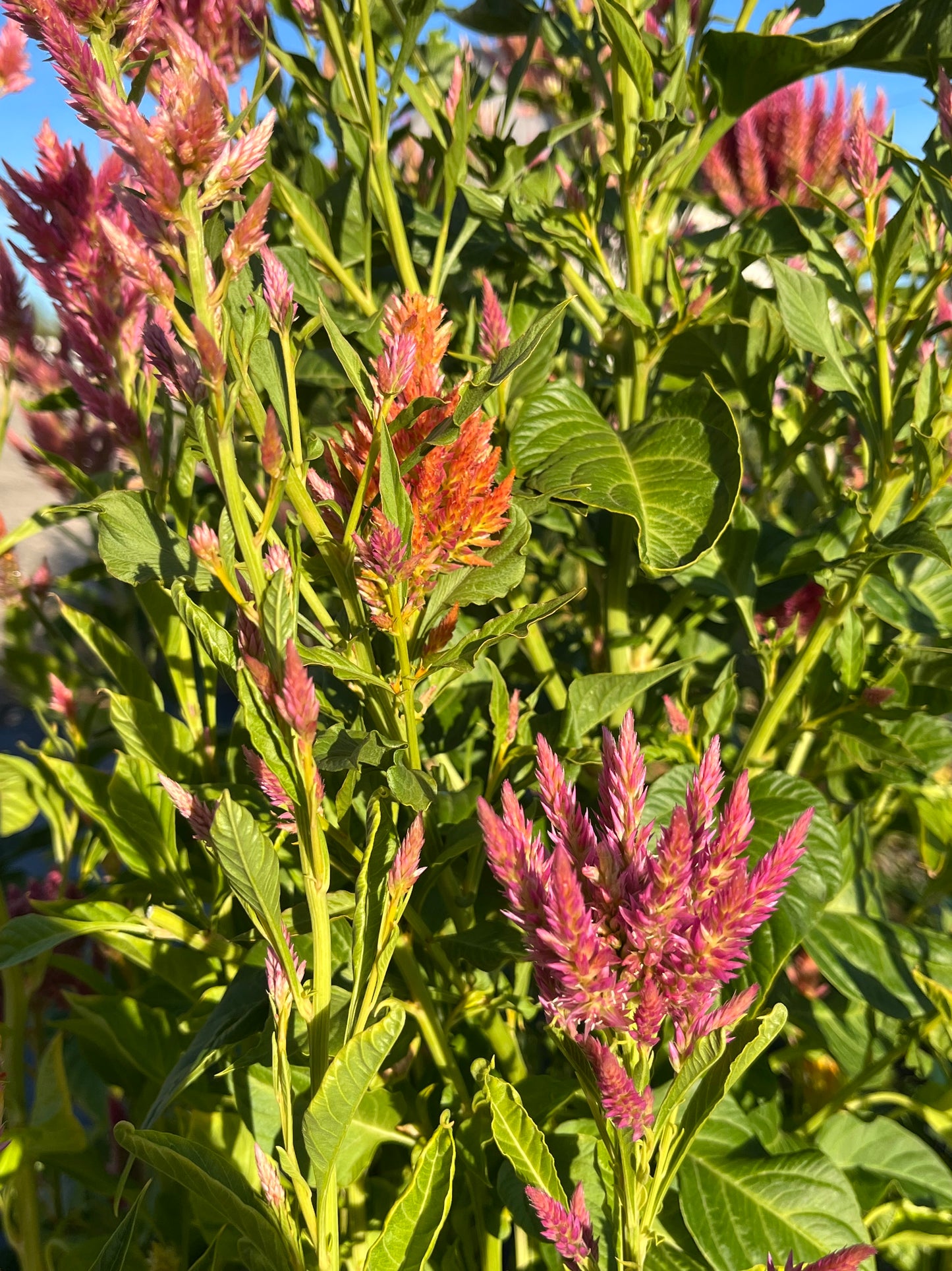 CELOSIA SEEDS