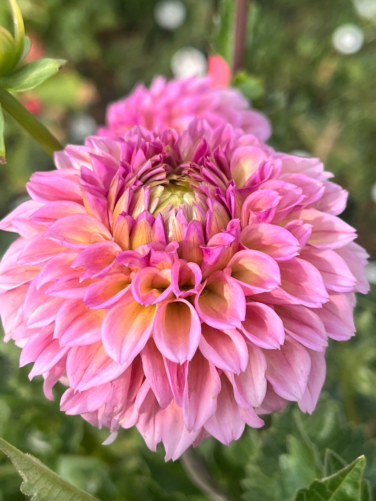 BRACKEN ROSE