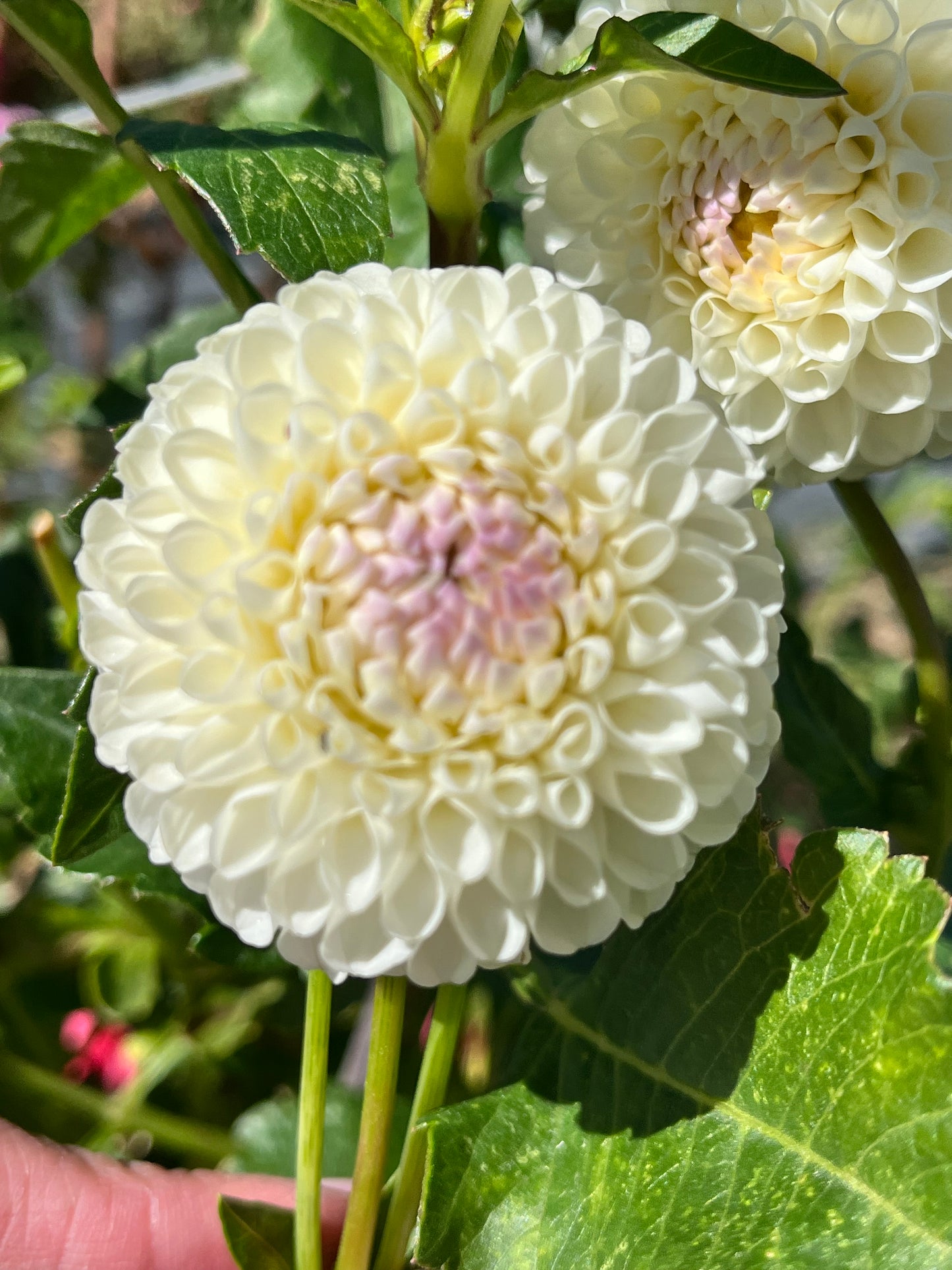 HOLLYHILL MISS WHITE