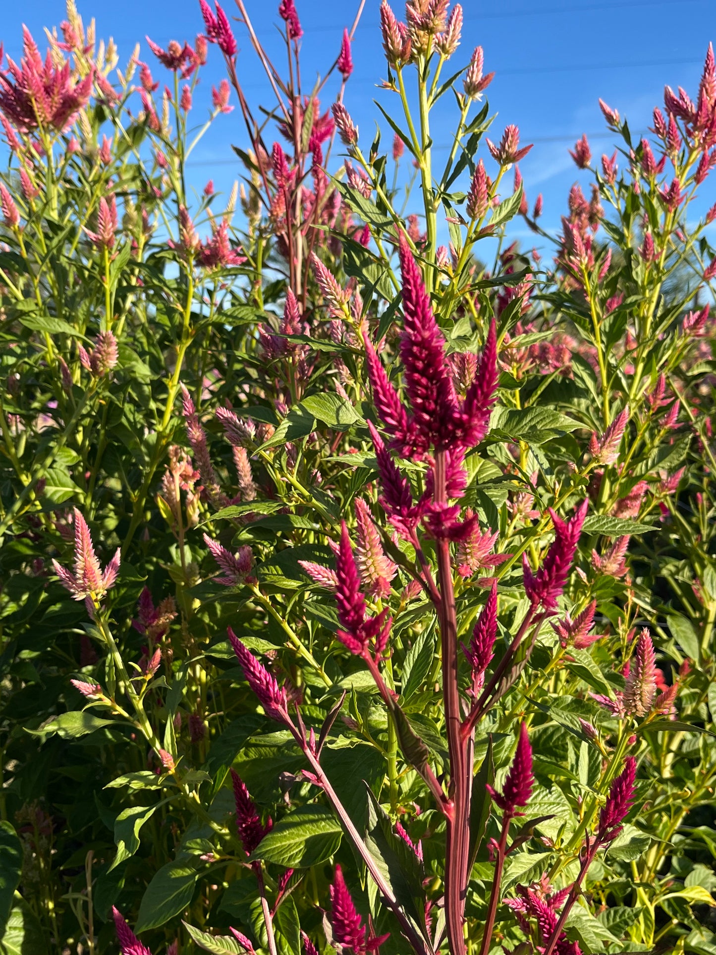 CELOSIA SEEDS