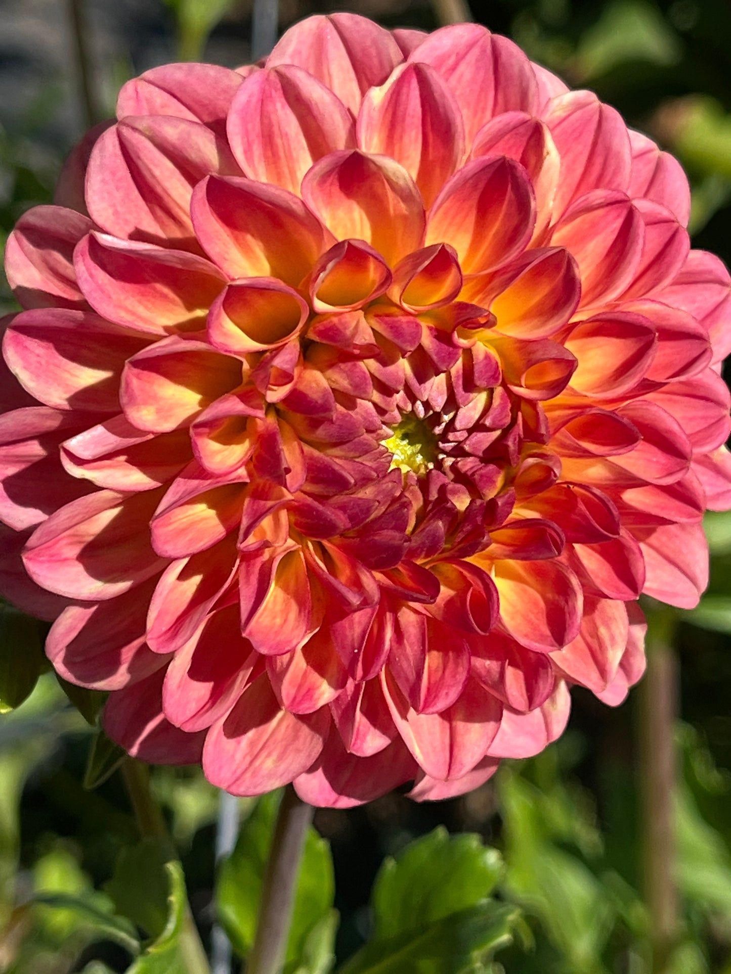 SNOHO DORIS