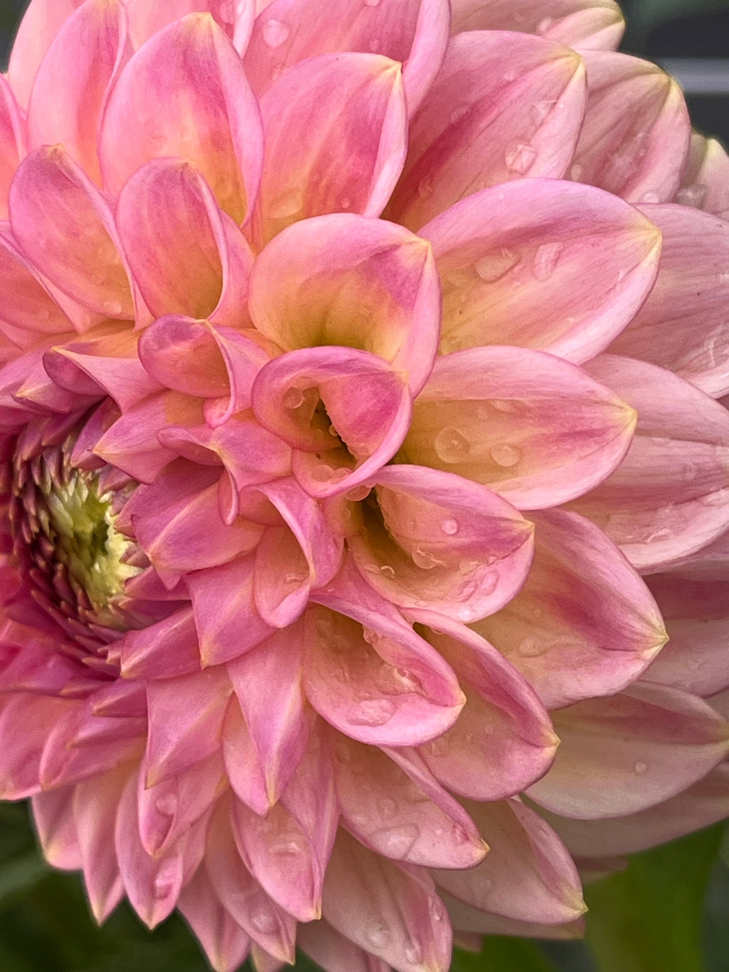 20th AVE SOFTER PEACH