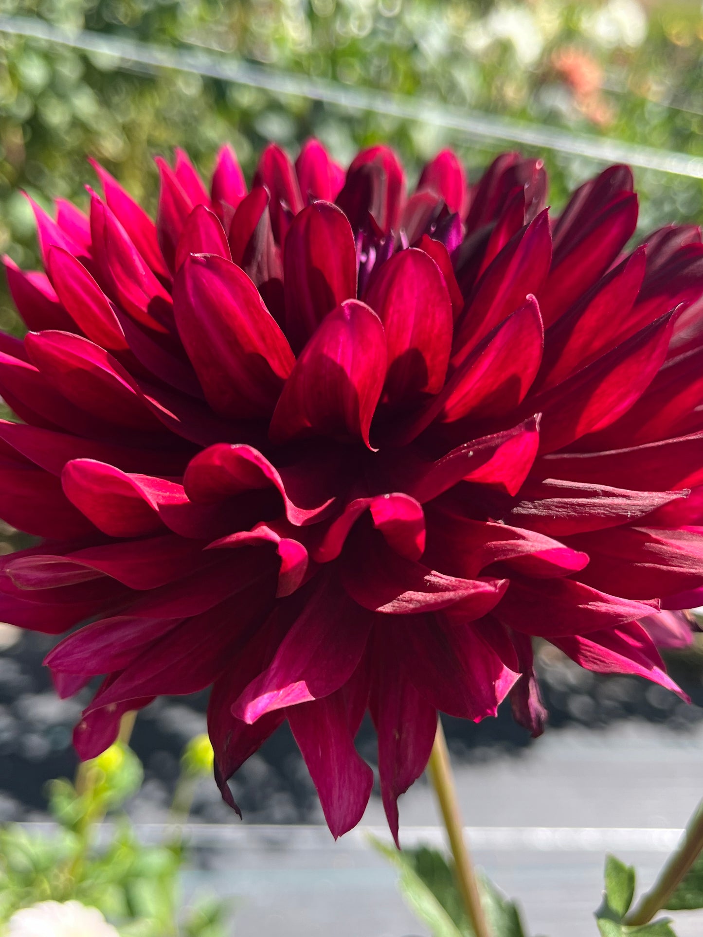 HOLLYHILL BLACK WIDOW