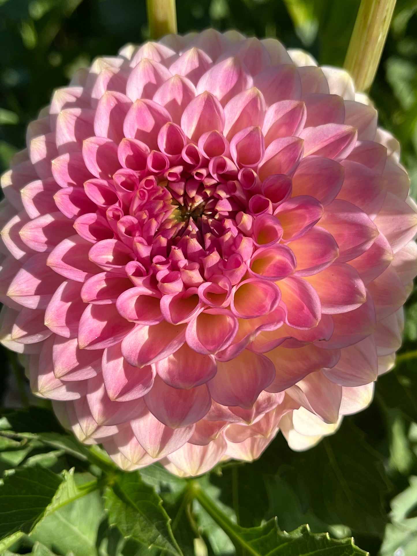 20th AVE SOFTER PEACH