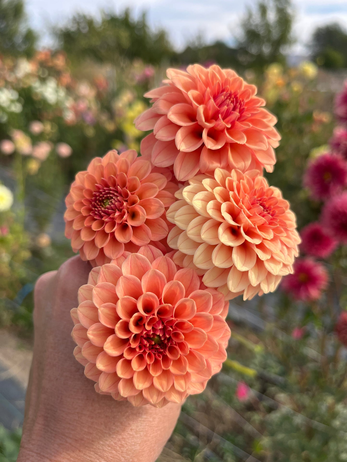 AMBER QUEEN