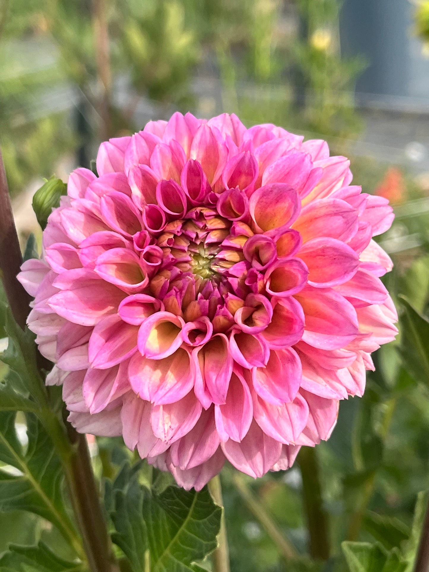 BRACKEN ROSE