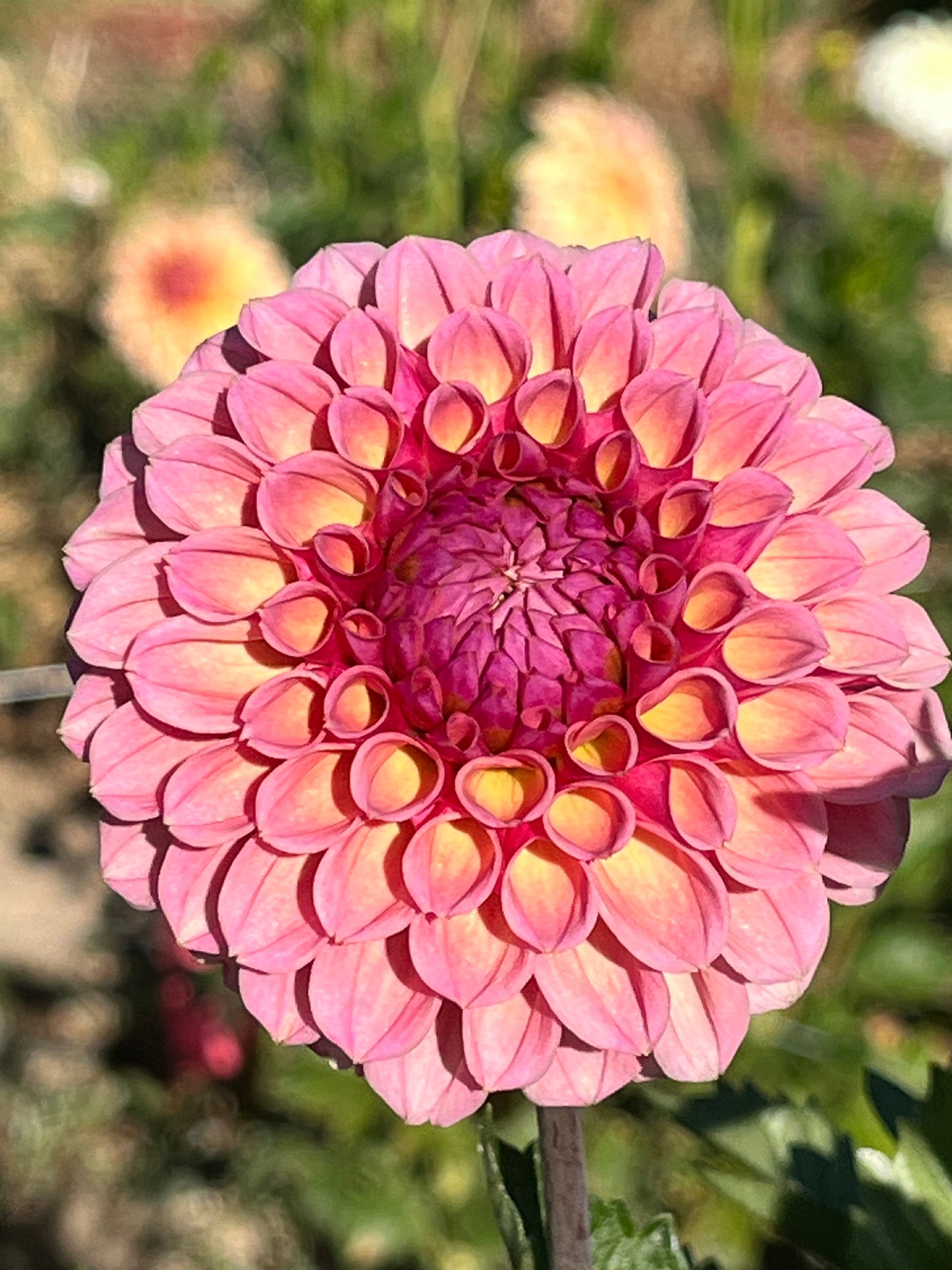 BRACKEN ROSE