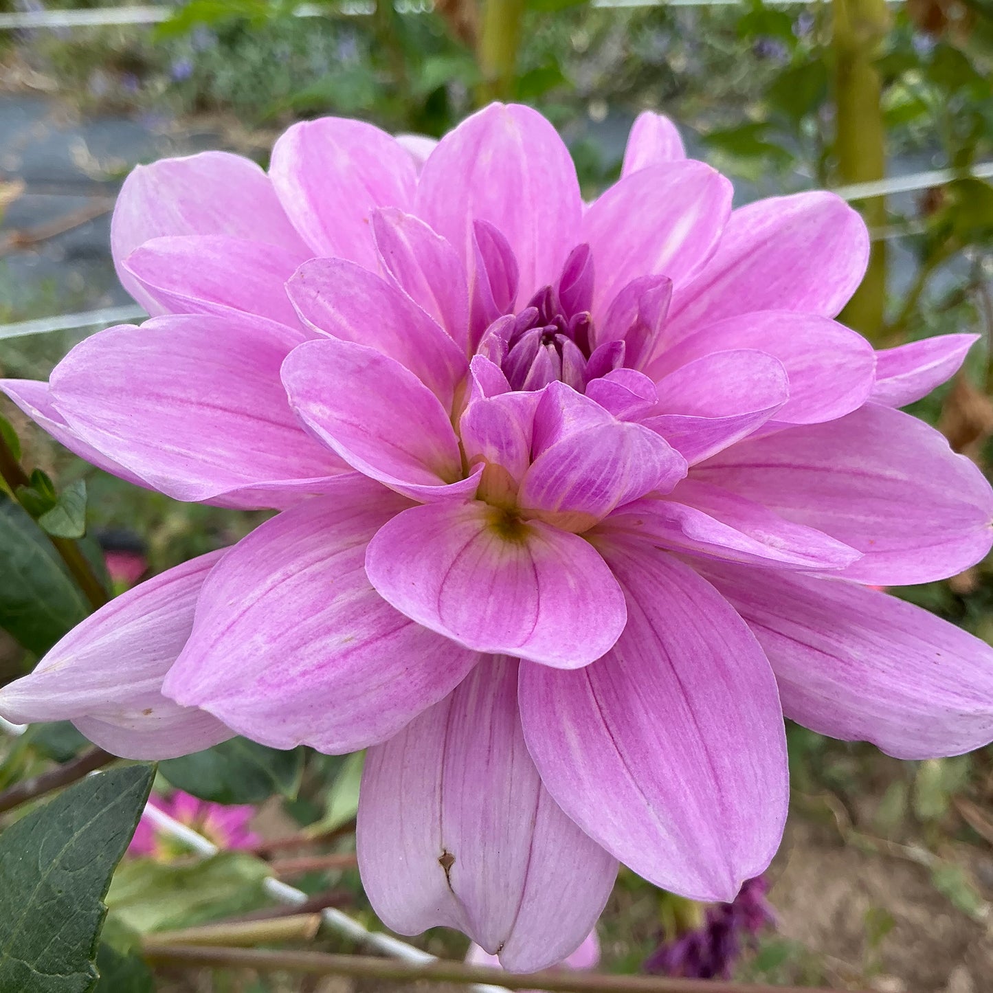 SANDIA SHOMEI