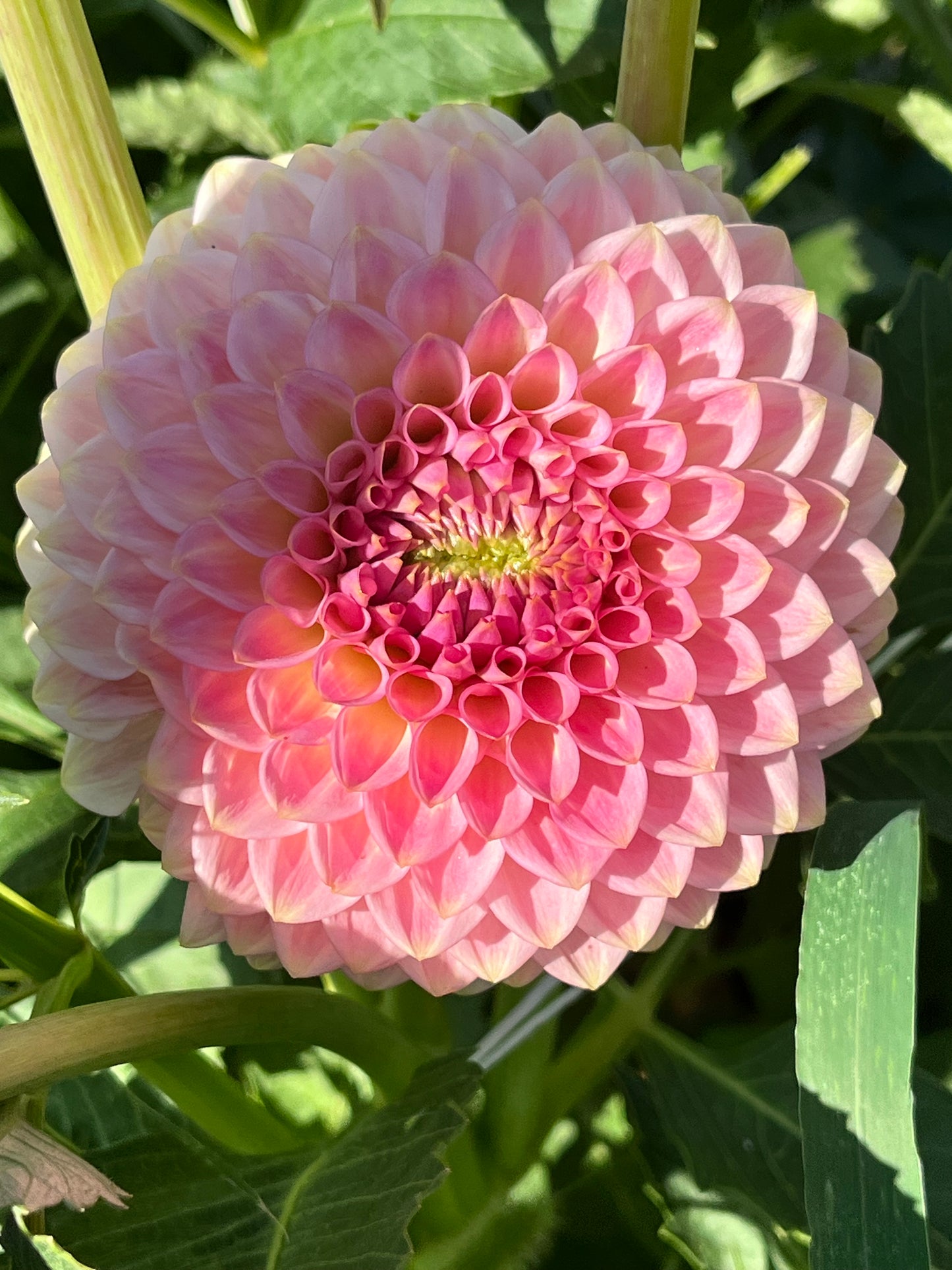 20th AVE SOFTER PEACH