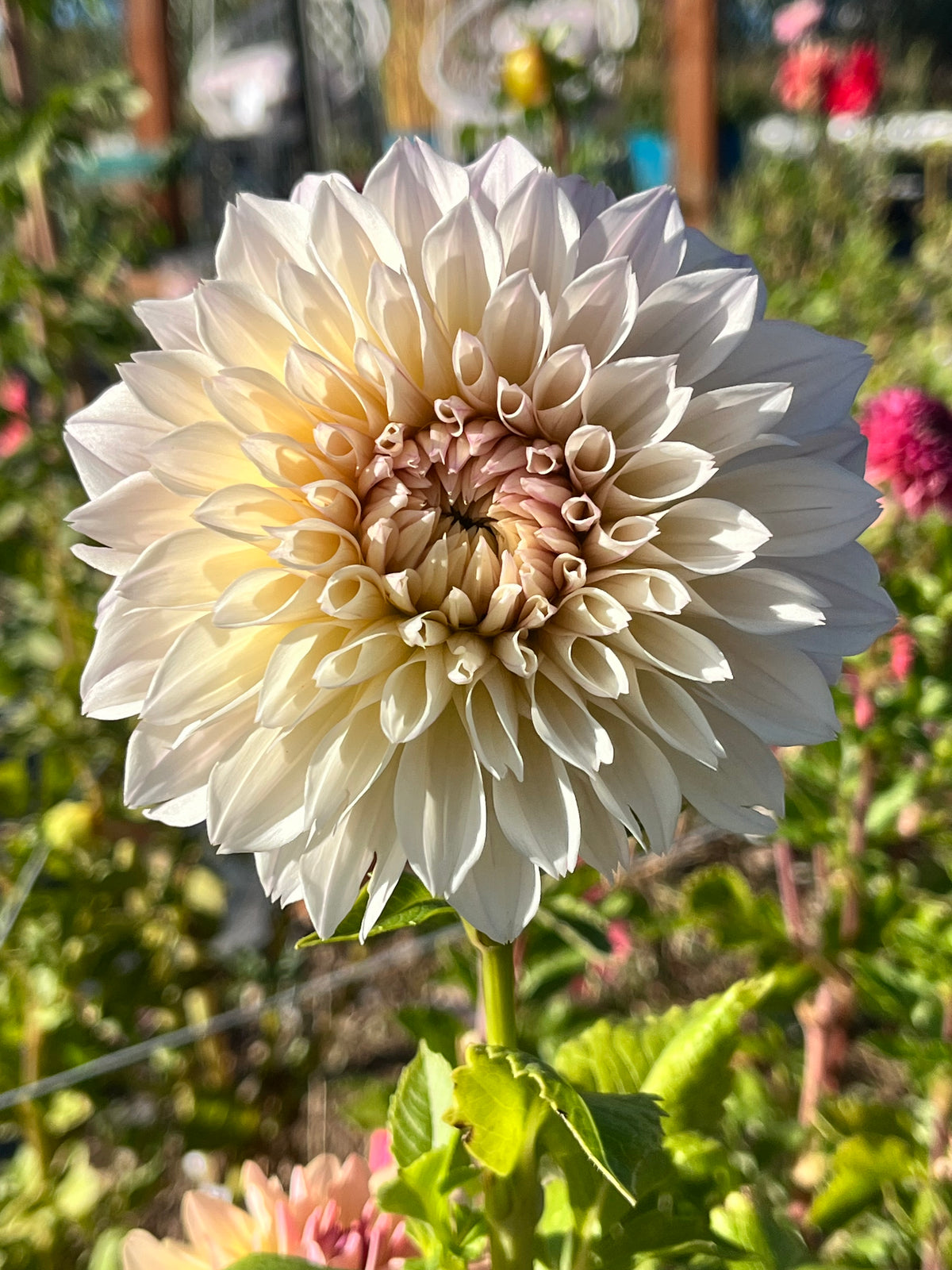 PEARL