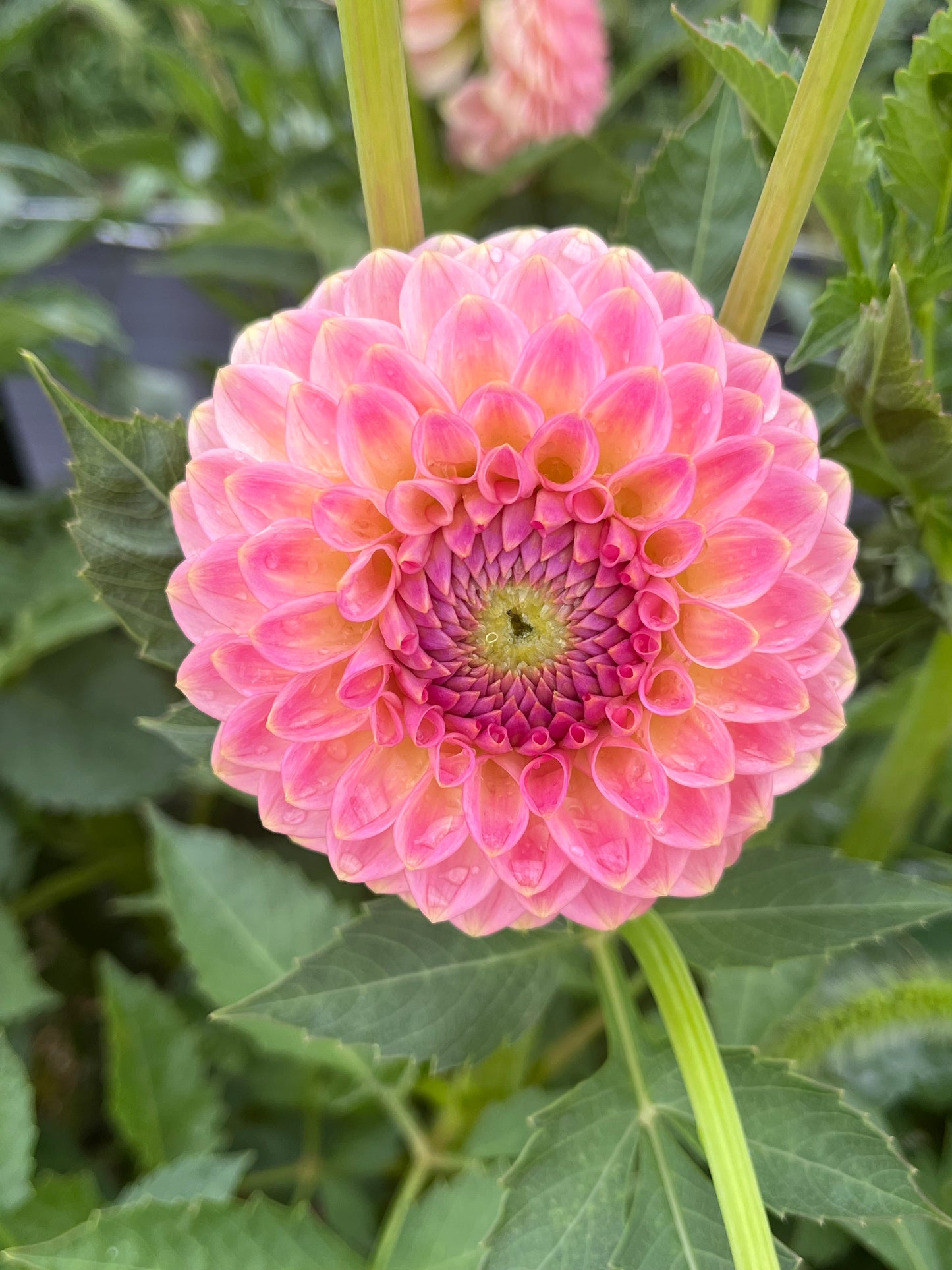 20th AVE SOFTER PEACH