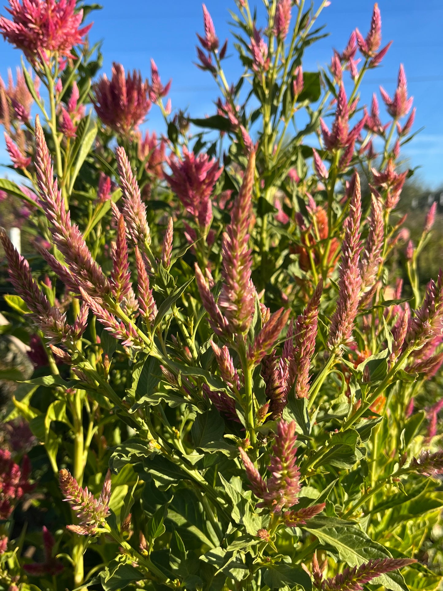 CELOSIA SEEDS