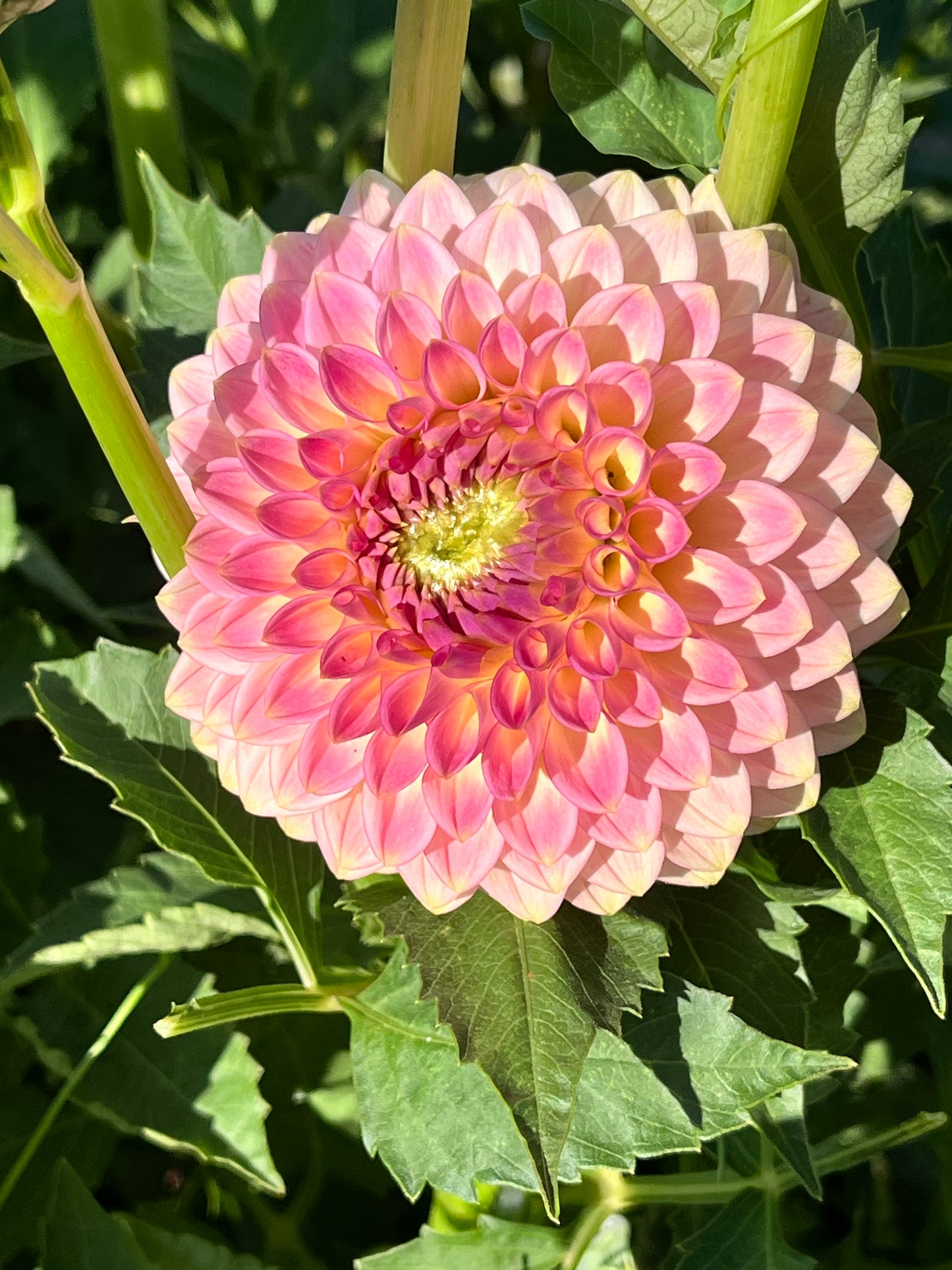 20th AVE SOFTER PEACH