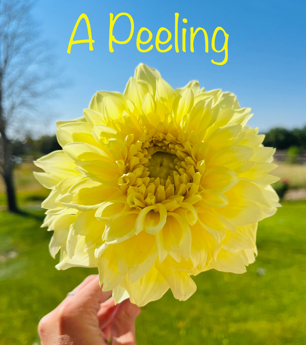 A PEELING