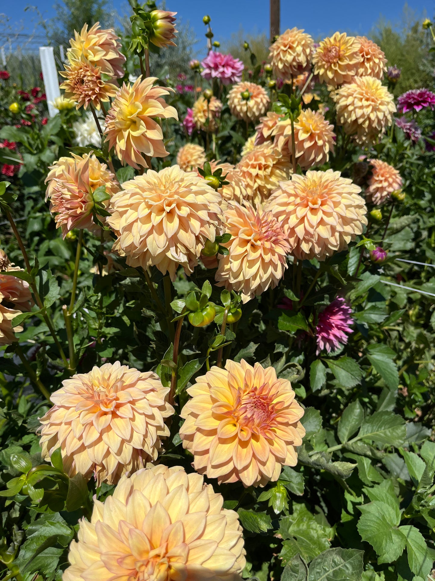 BRACKEN POLOMINO