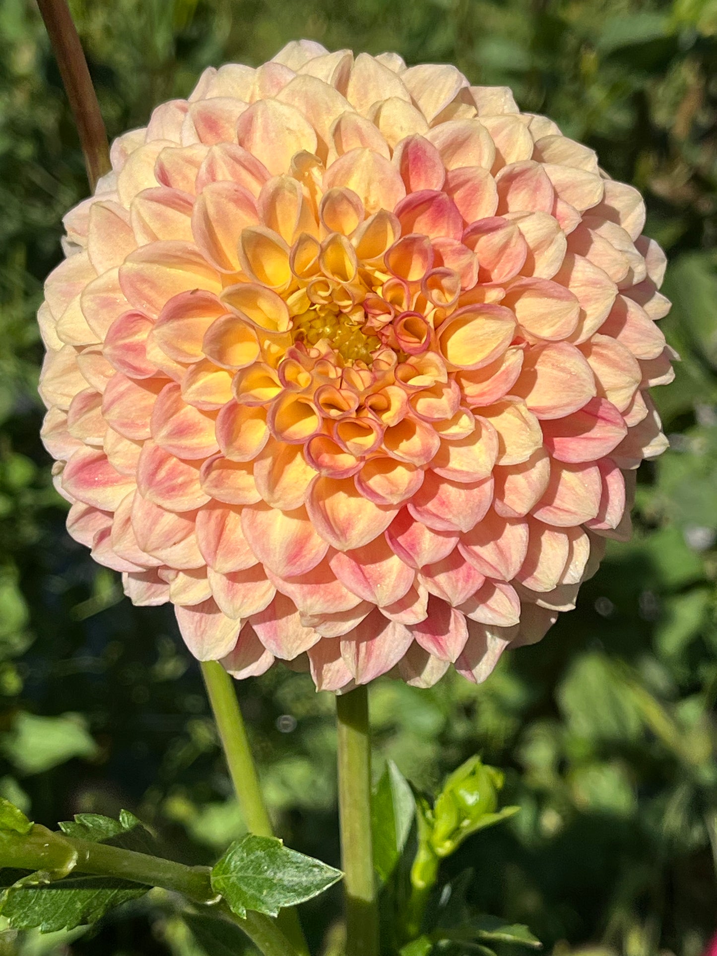 SNOHO DORIS