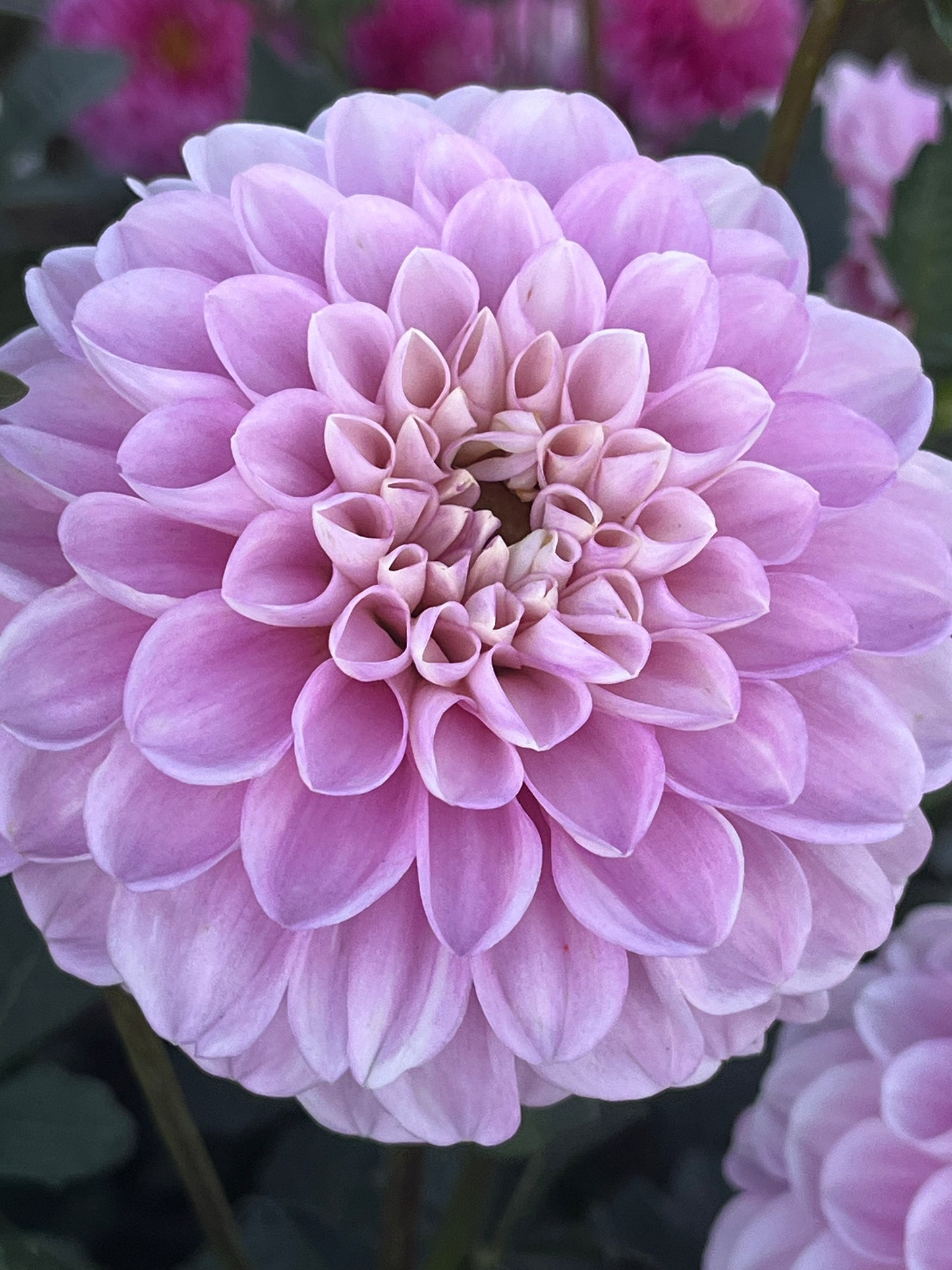 MARIONBERRY MILKSHAKE