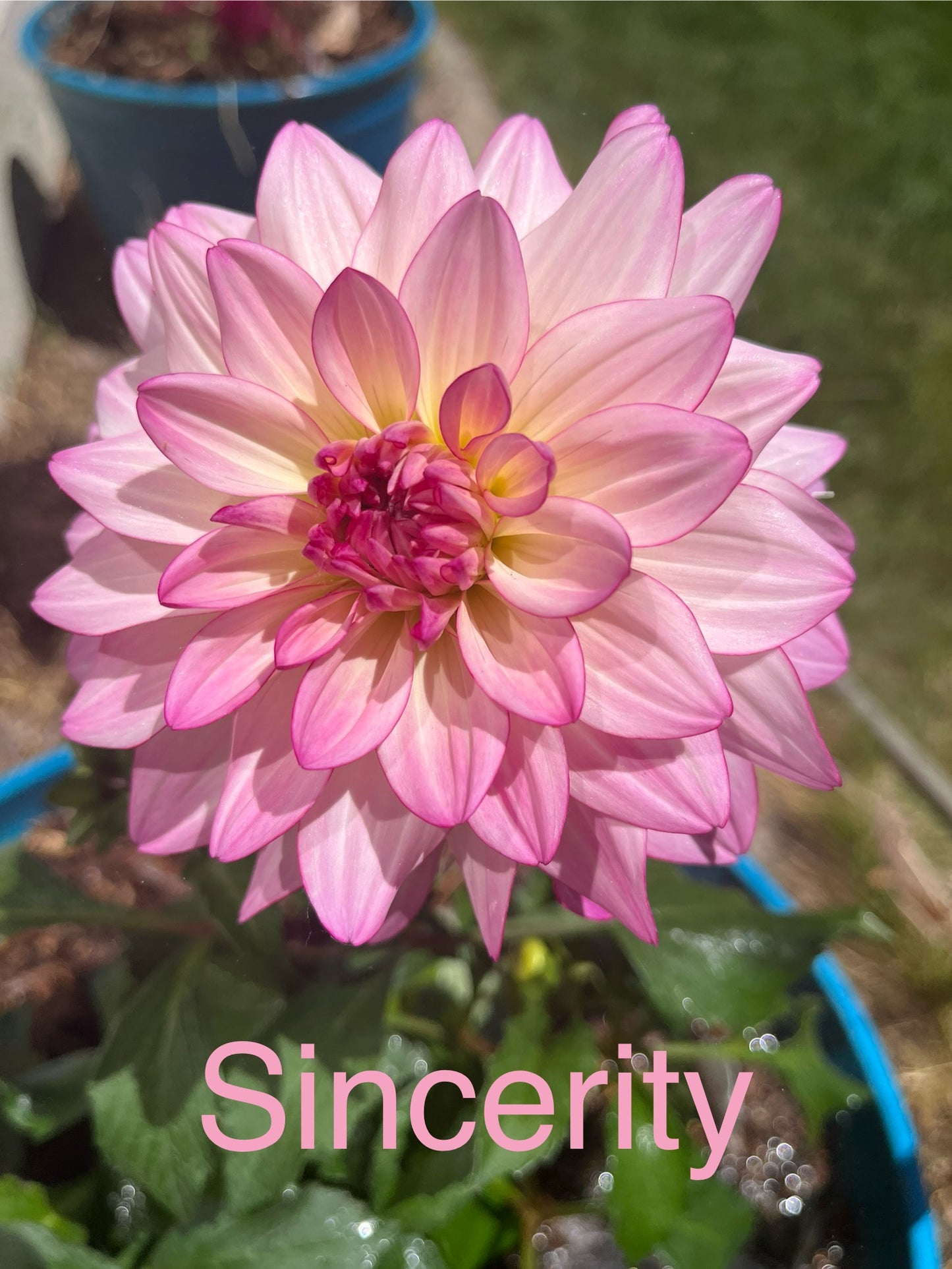 SINCERITY