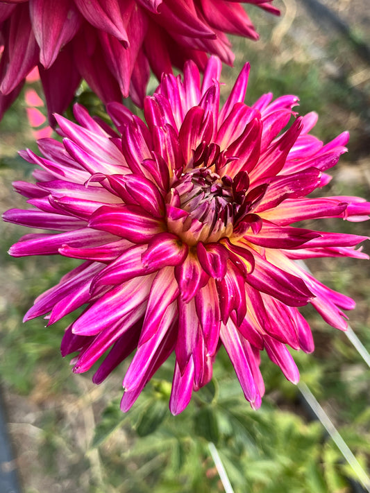 HOLLYHILL STARBURST