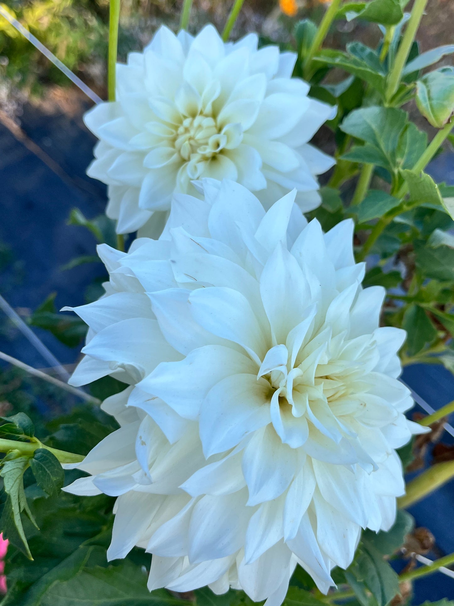 BEAUCON WHITE