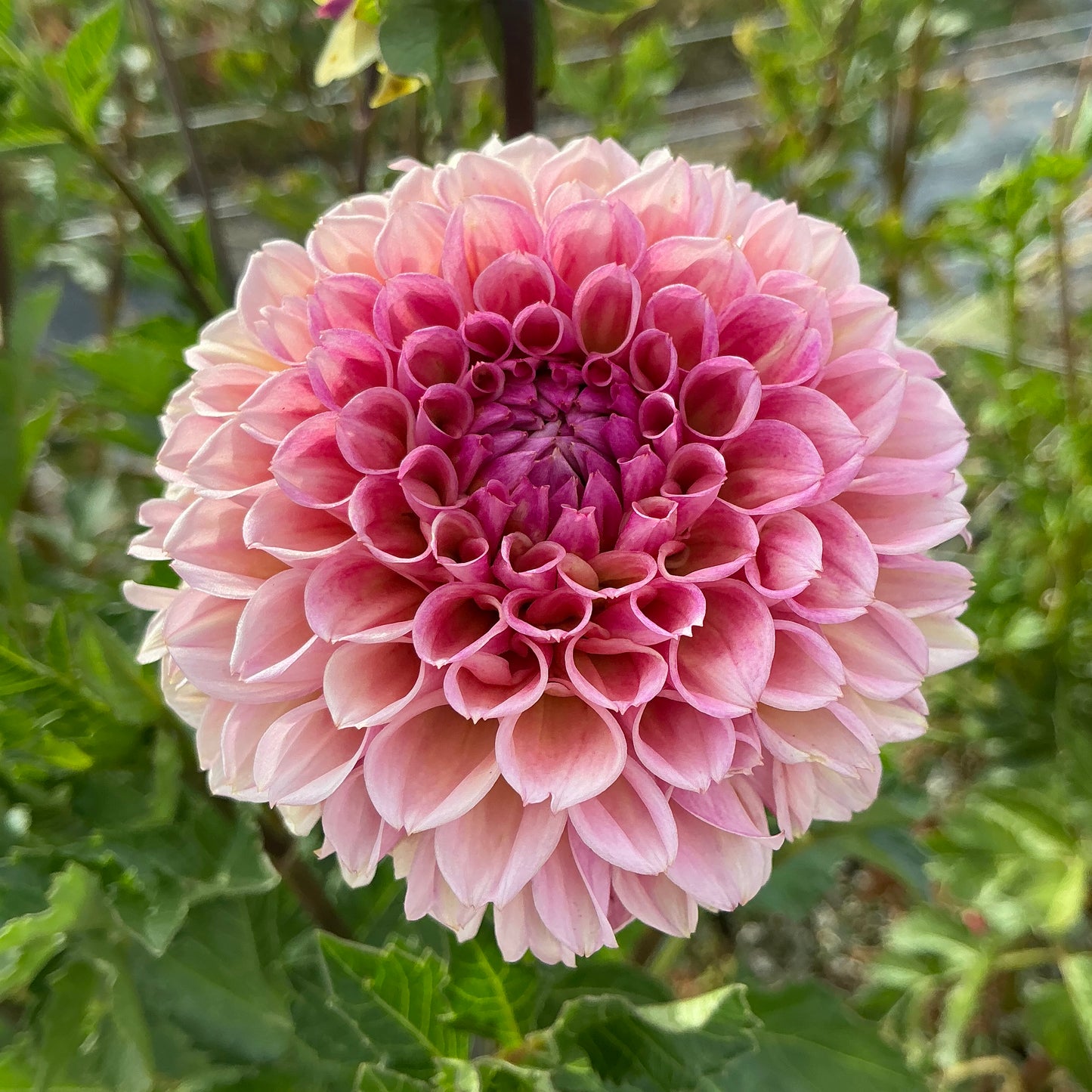 BRACKEN ROSE