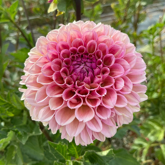 BRACKEN ROSE