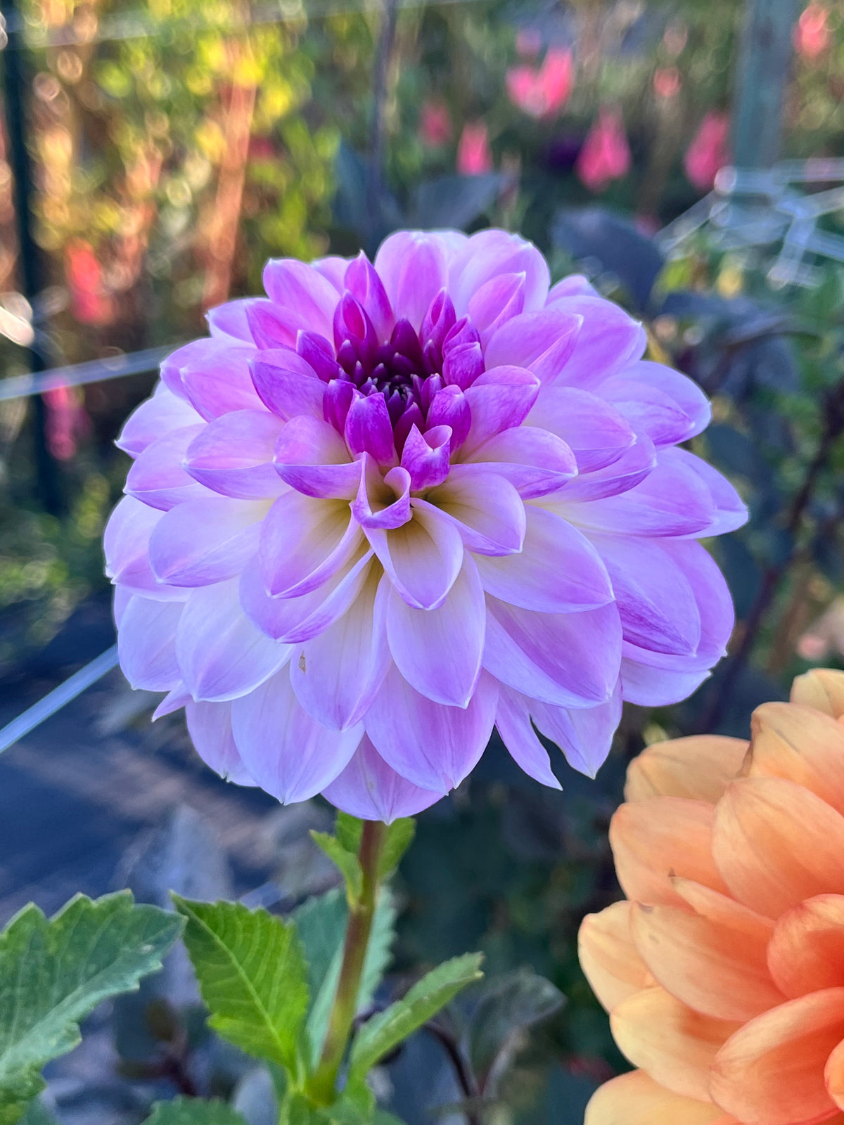 Lisa Flower LISA LISA – Oasis Flower Farm