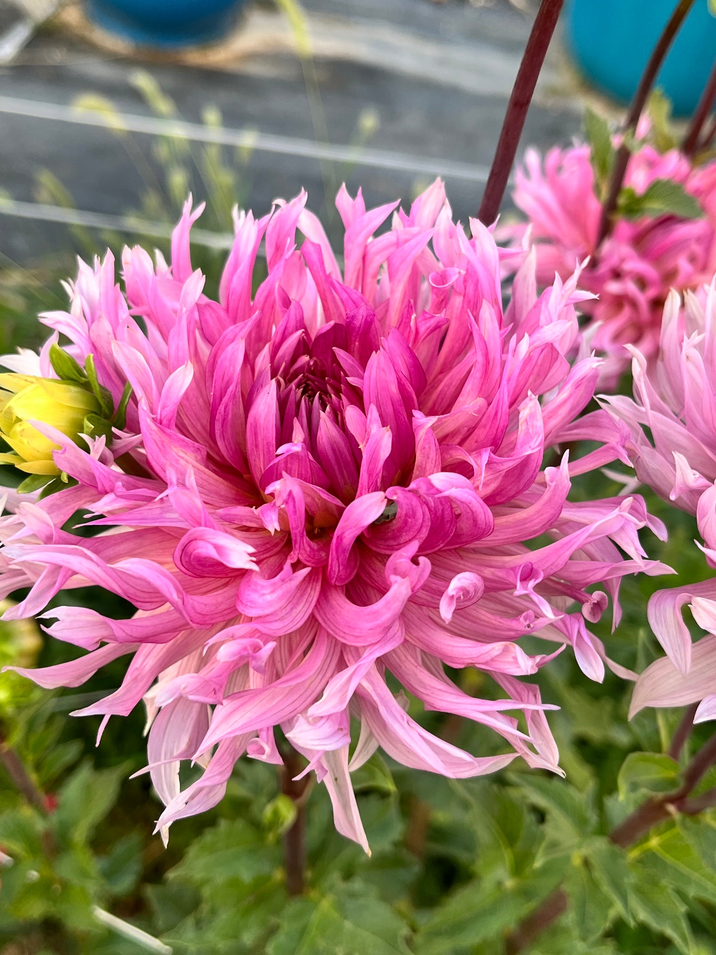 HOLLYHILL COTTON CANDY