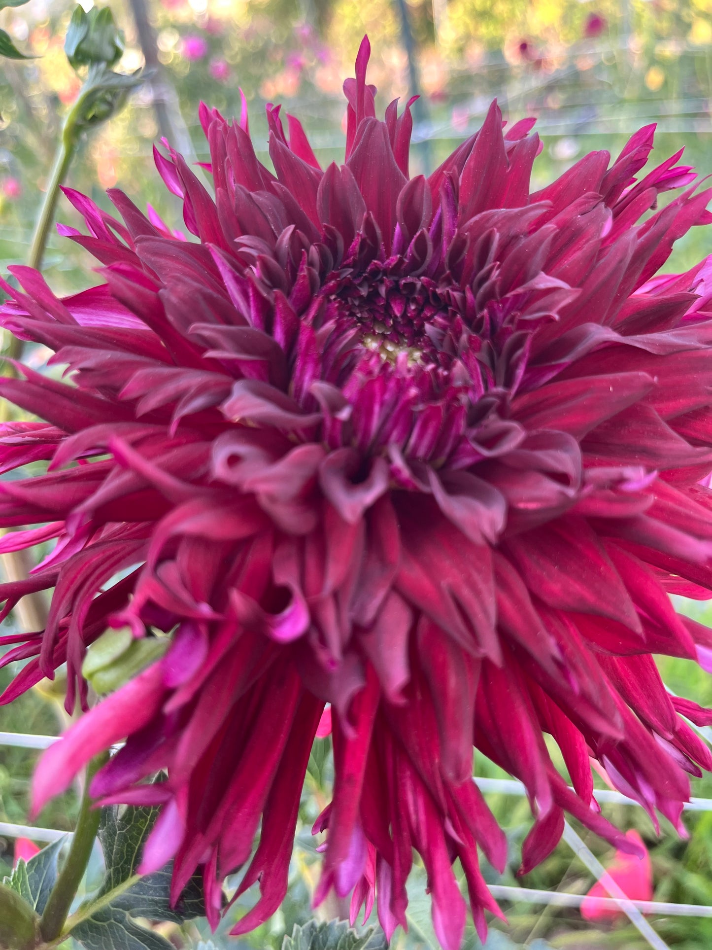 BLOOMQUIST QUILL