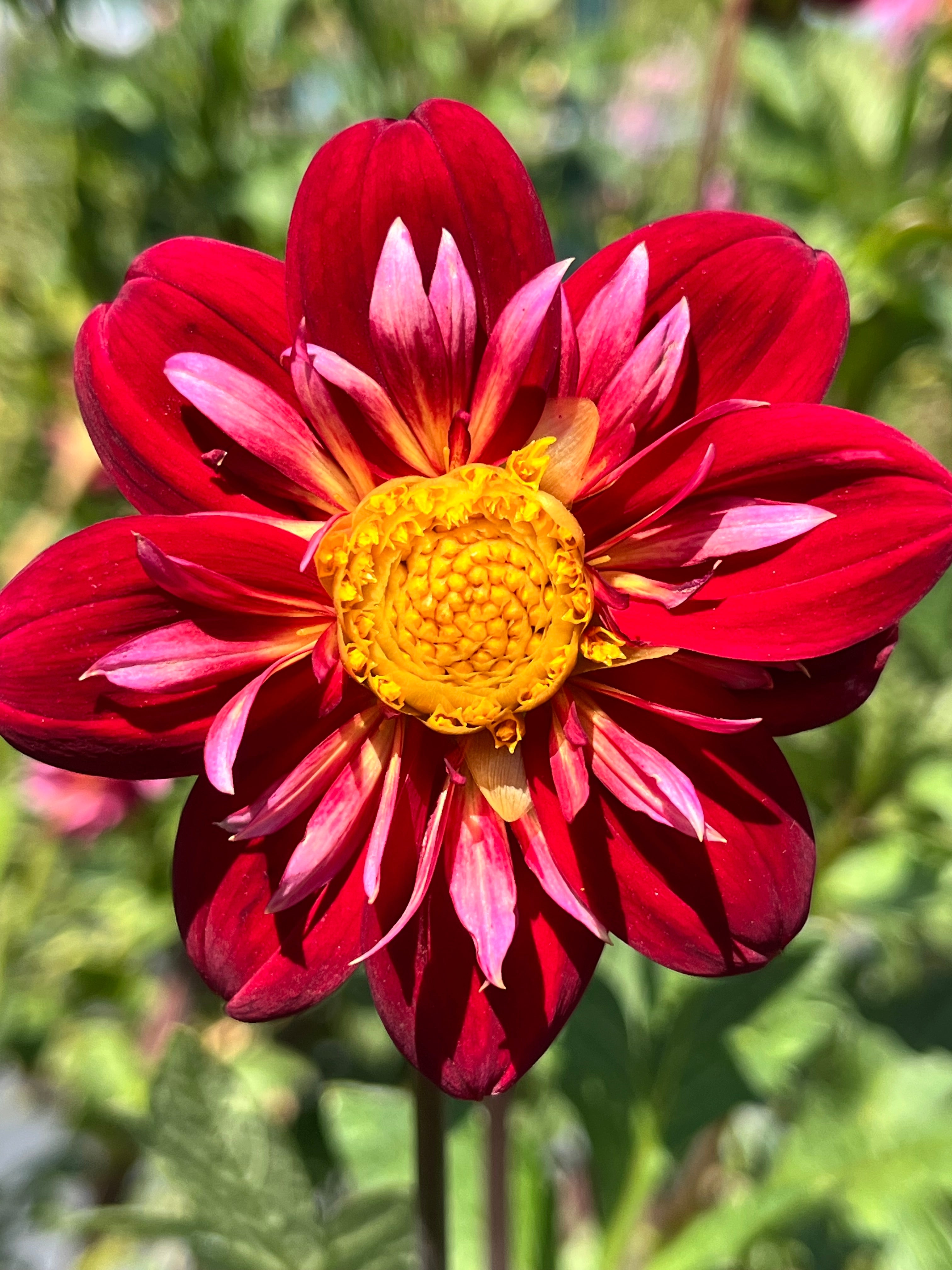 KELSEY VALENTINE – Oasis Flower Farm