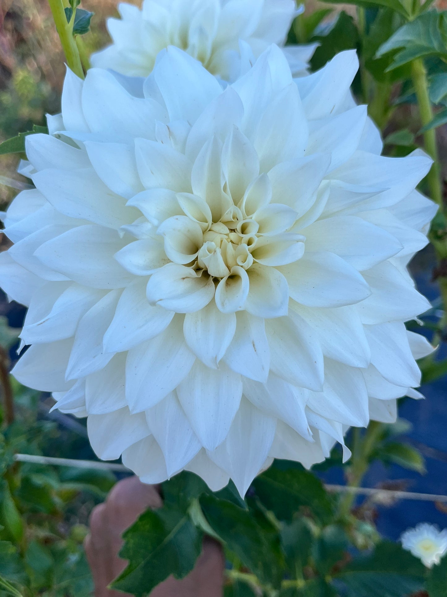 BEAUCON WHITE