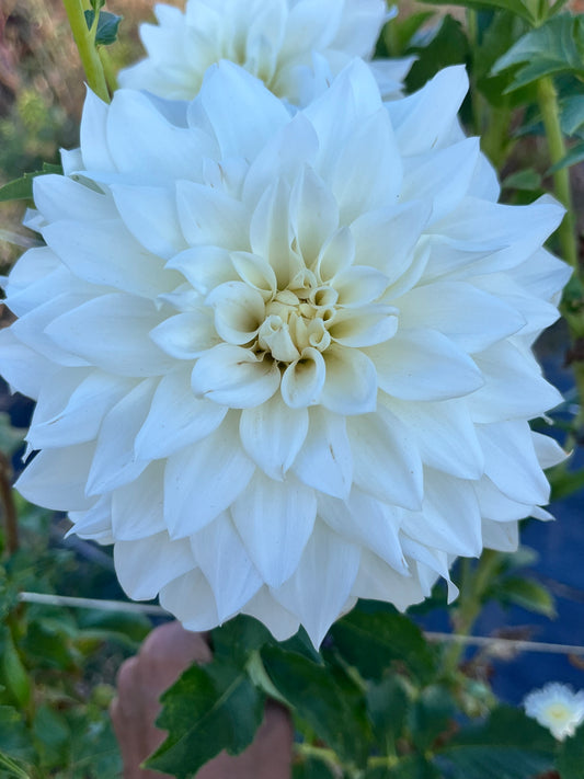 BEAUCON WHITE