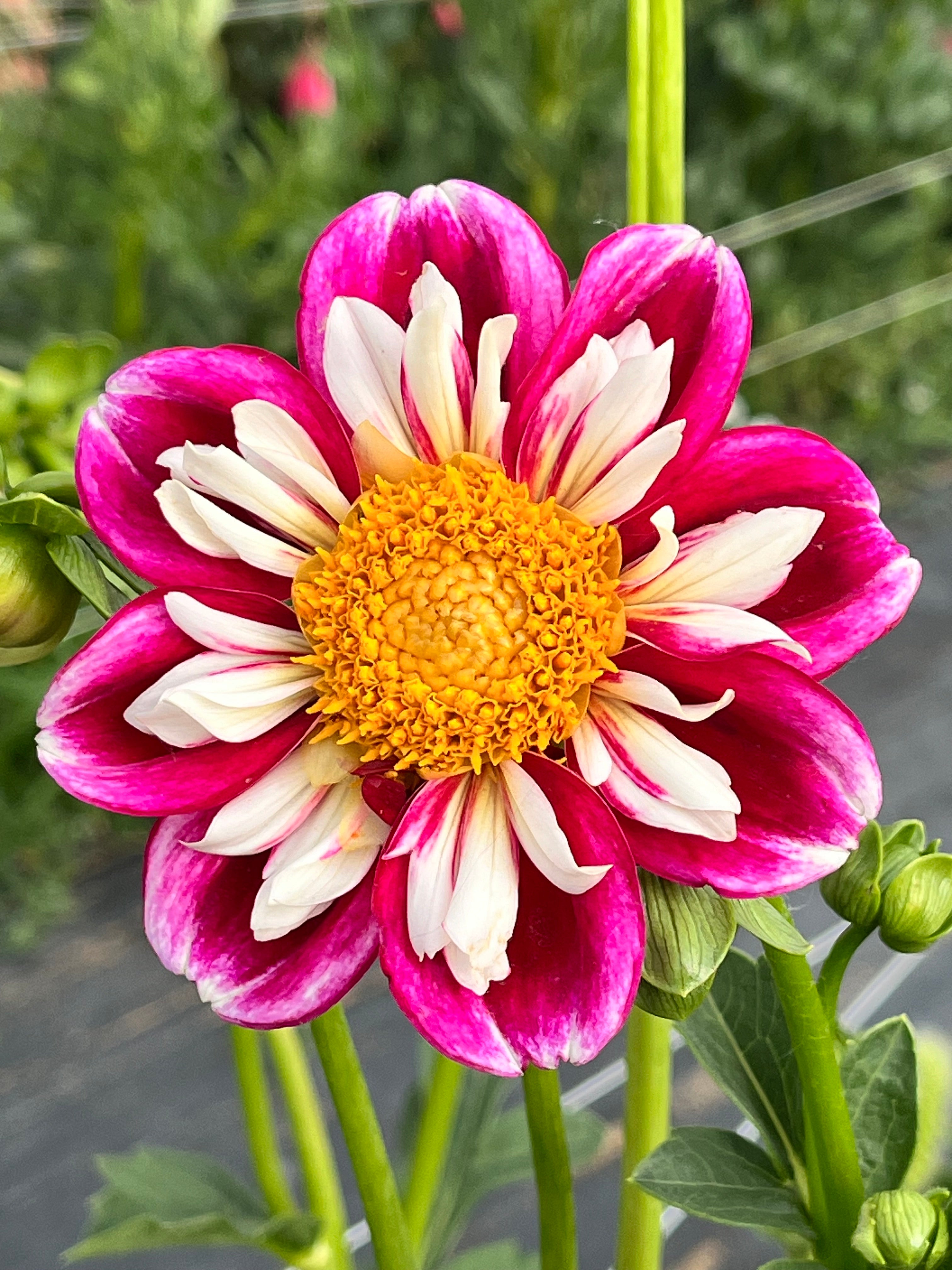 BUMBLE RUMBLE – Oasis Flower Farm