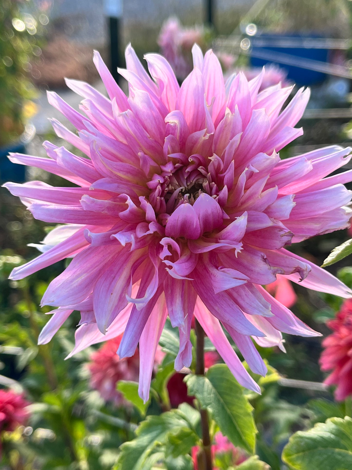 HOLLYHILL COTTON CANDY