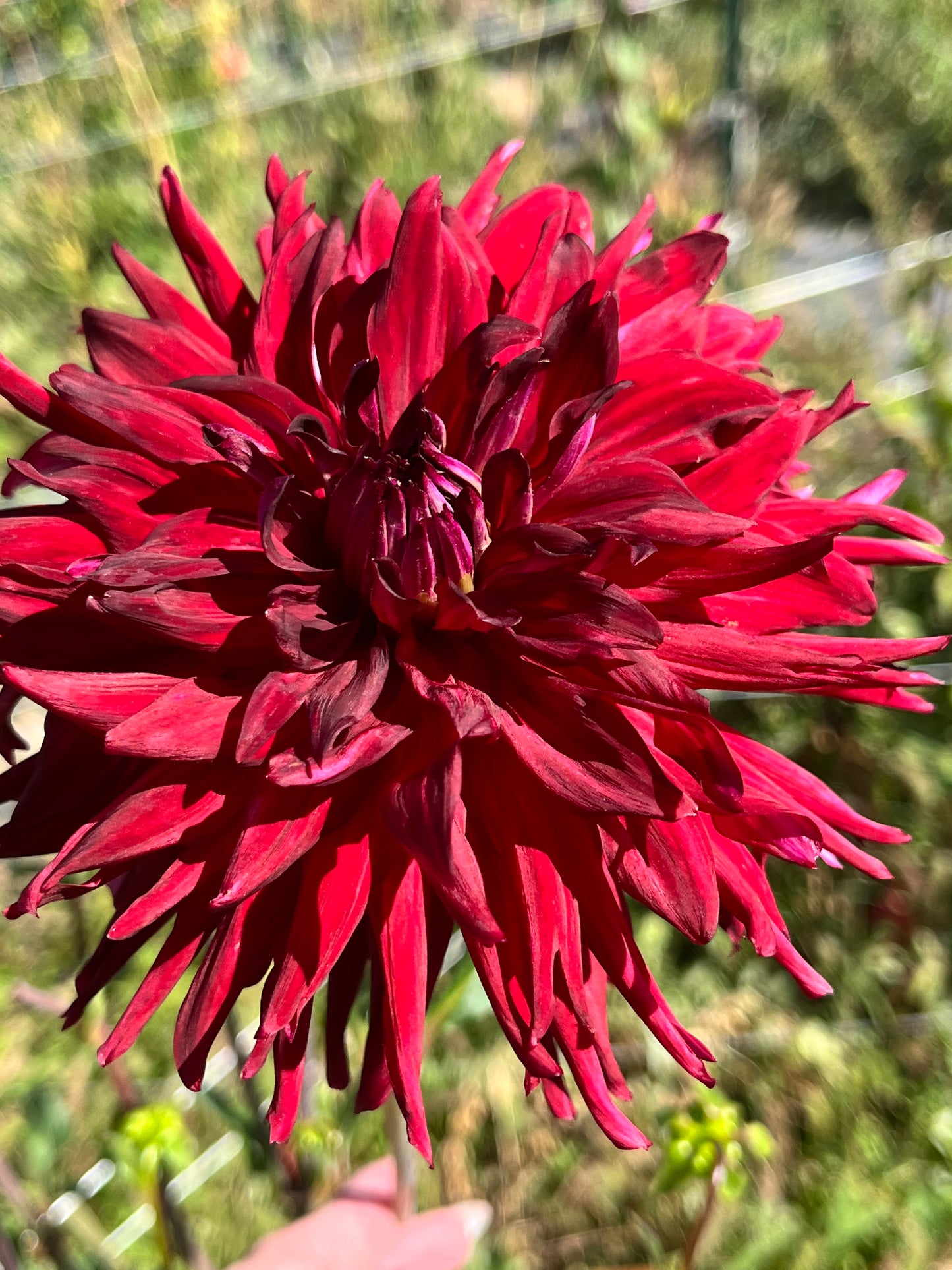 BLOOMQUIST QUILL