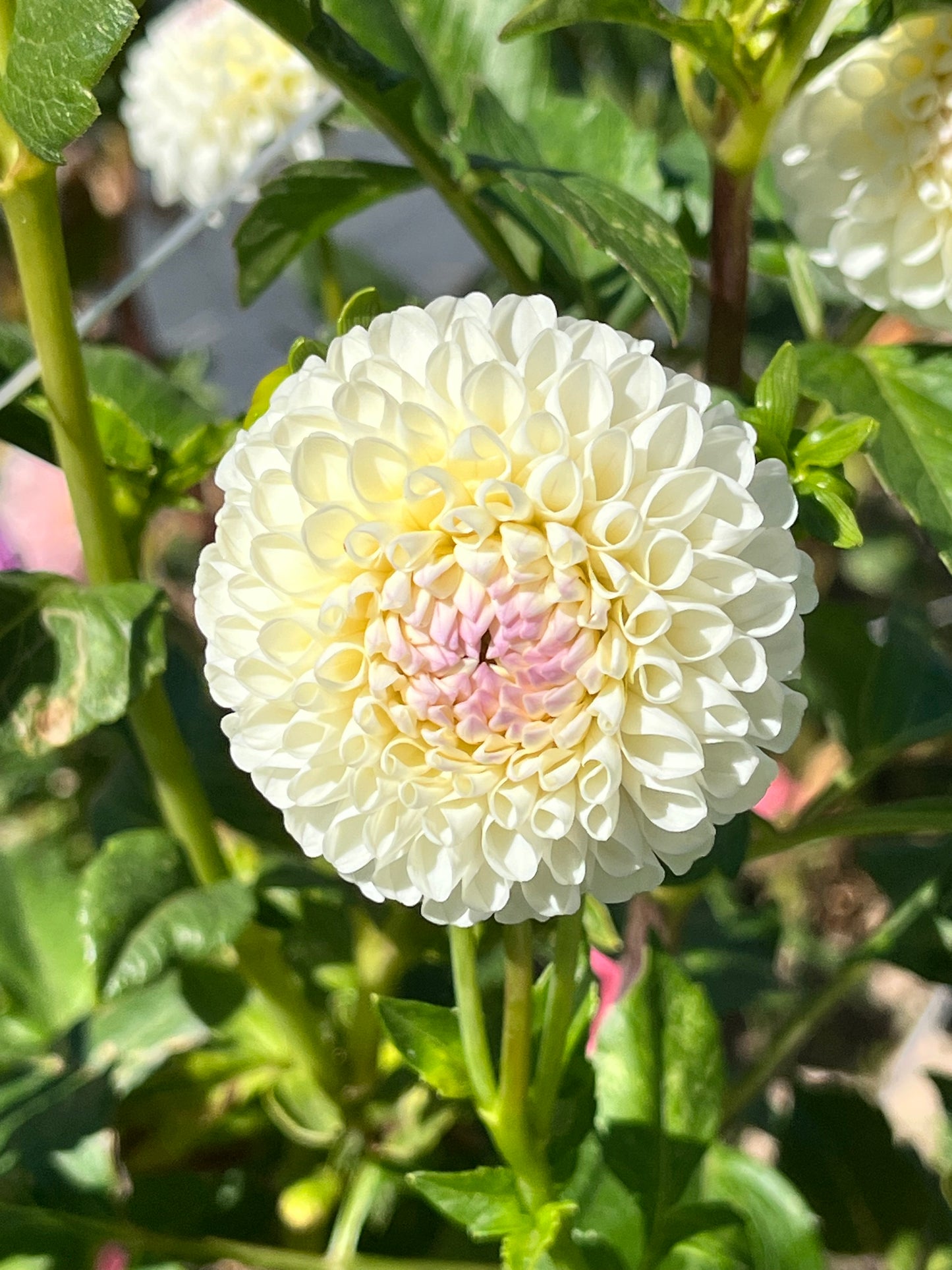 HOLLYHILL MISS WHITE