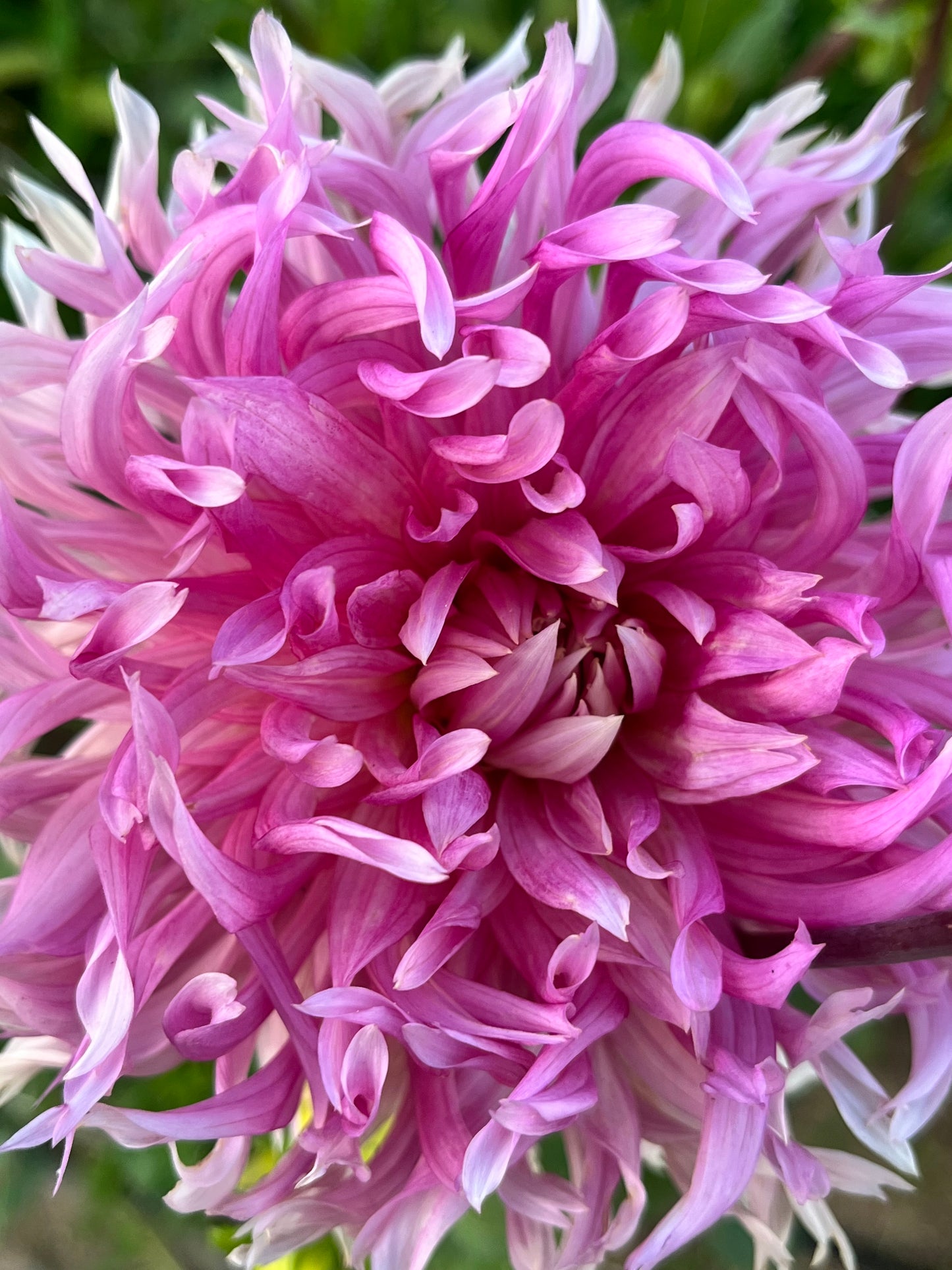 HOLLYHILL COTTON CANDY