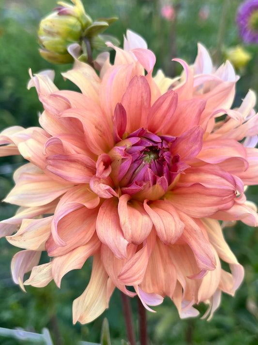 TERRACOTTA