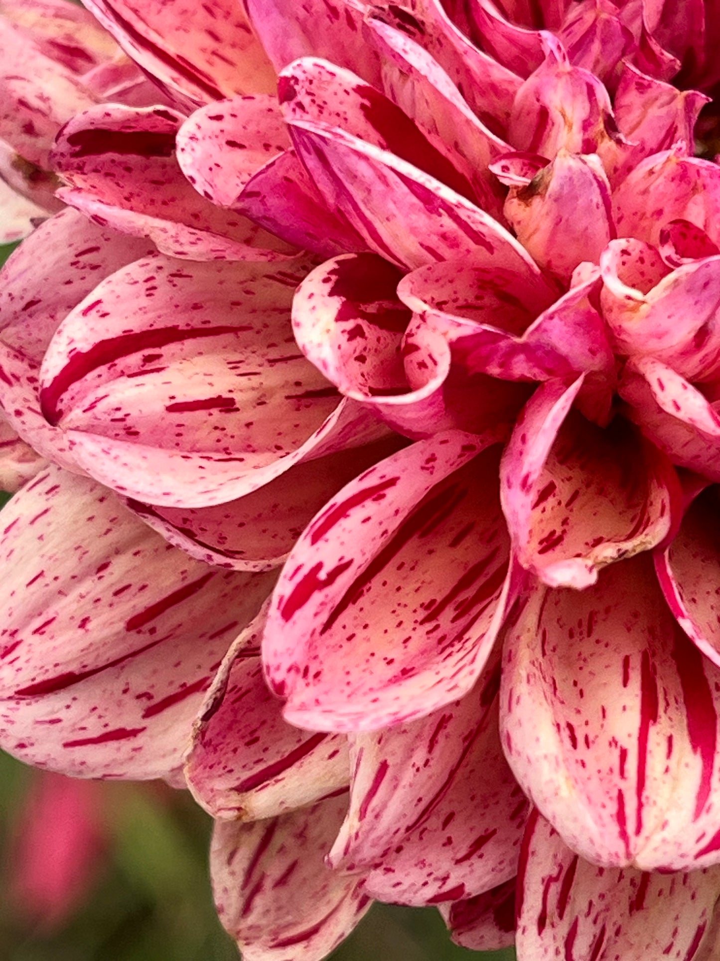 AMOROUS