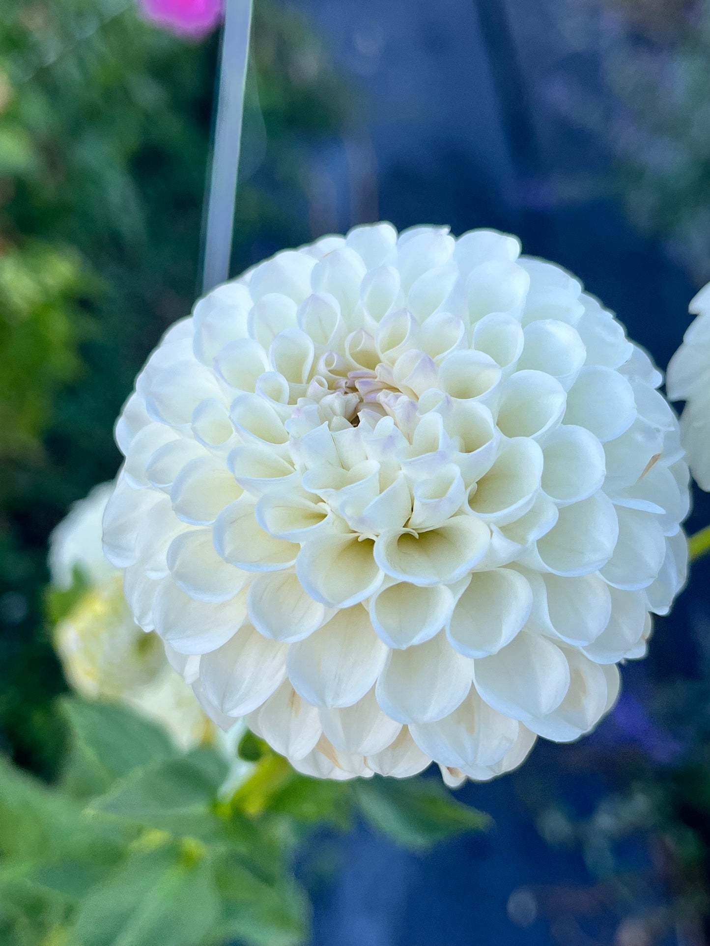 HOLLYHILL MISS WHITE