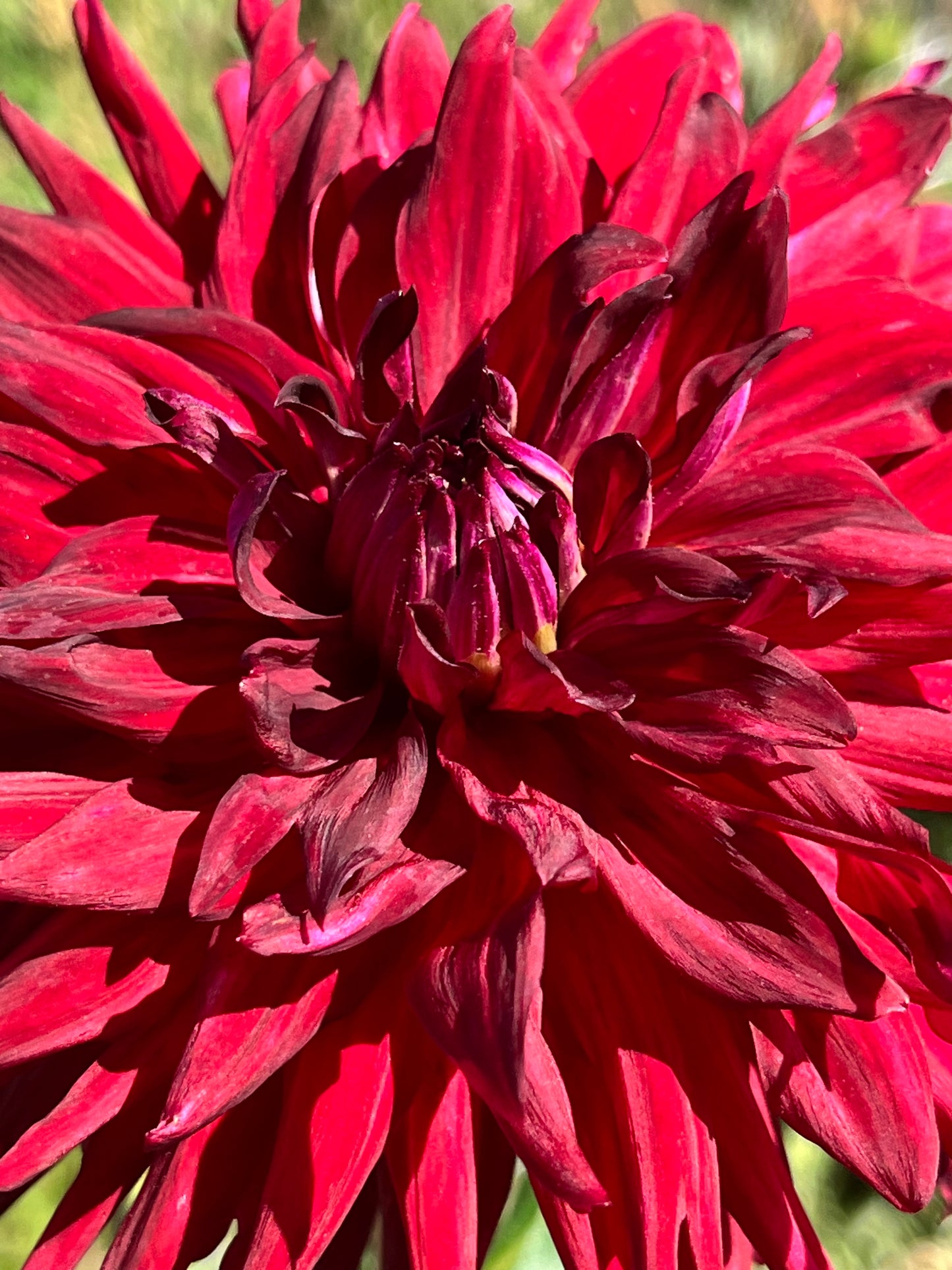 BLOOMQUIST QUILL