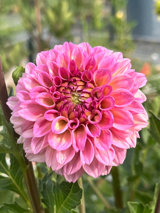 BRACKEN ROSE