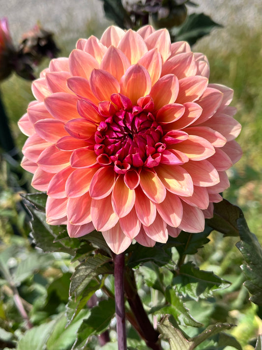SWEET SAANE