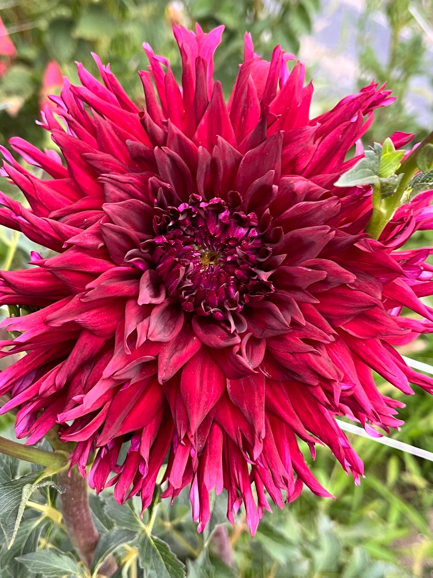 BLOOMQUIST QUILL