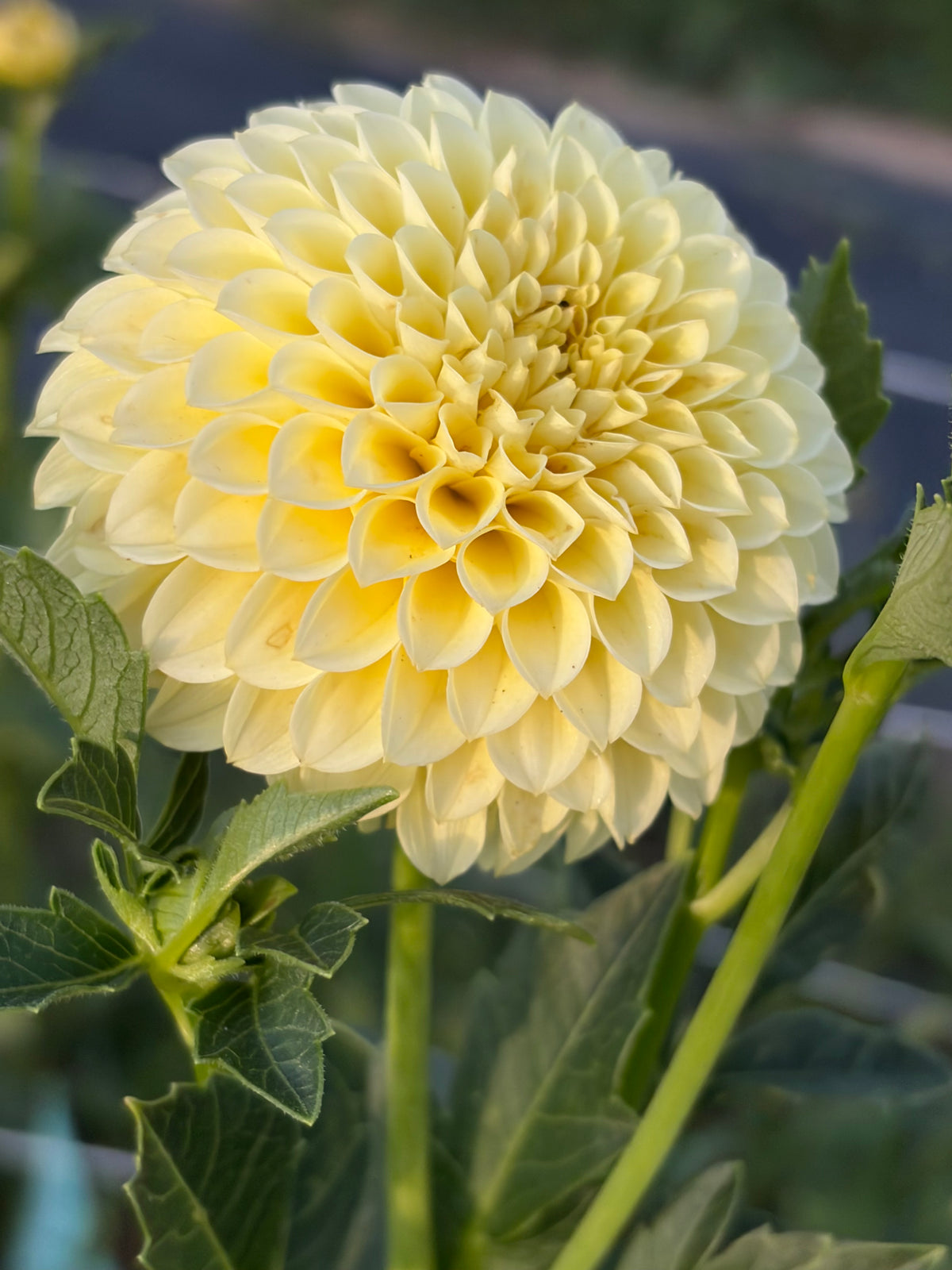 PINEAPPLE LOLLIPOP